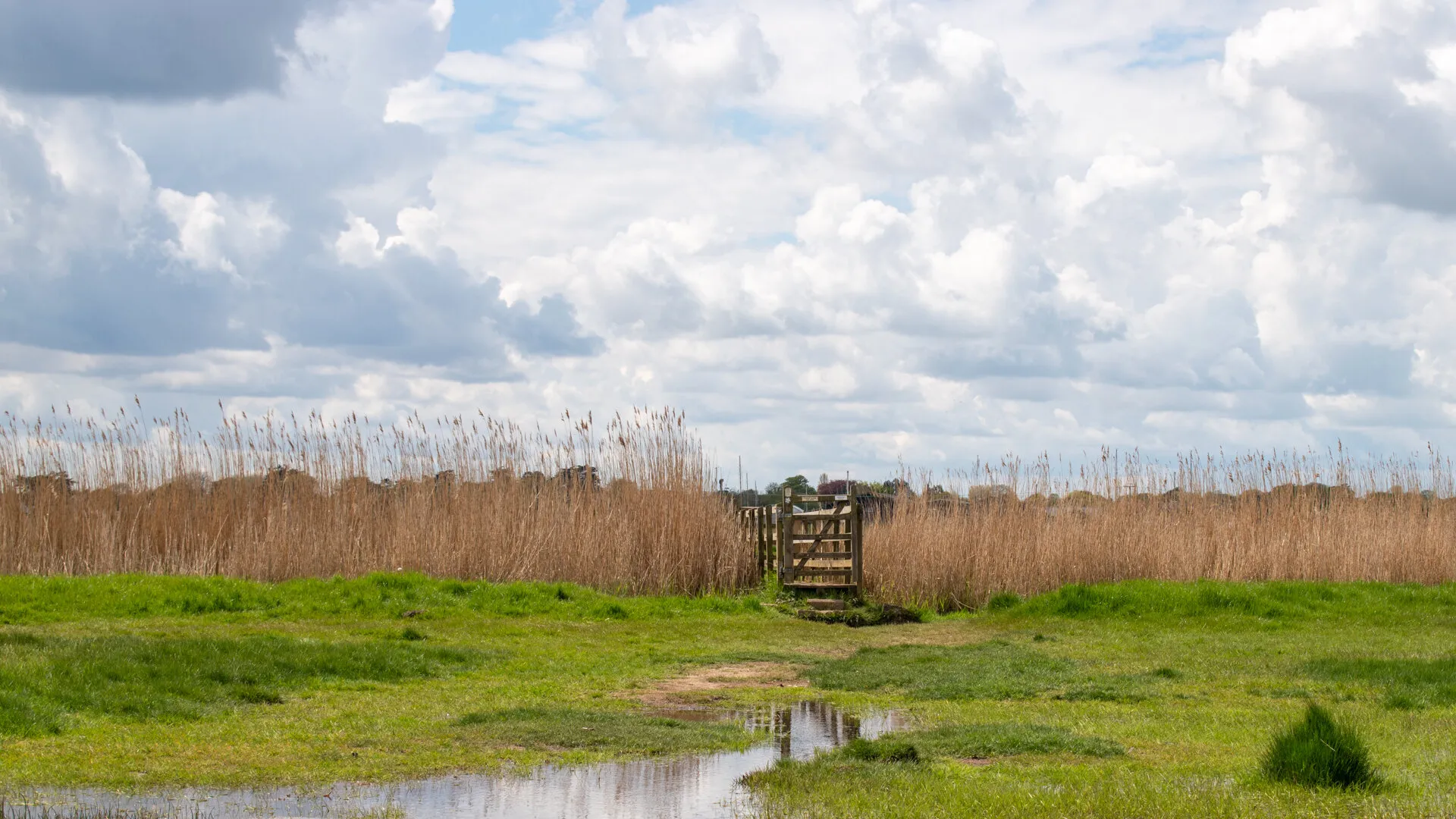 Southwold Marsh