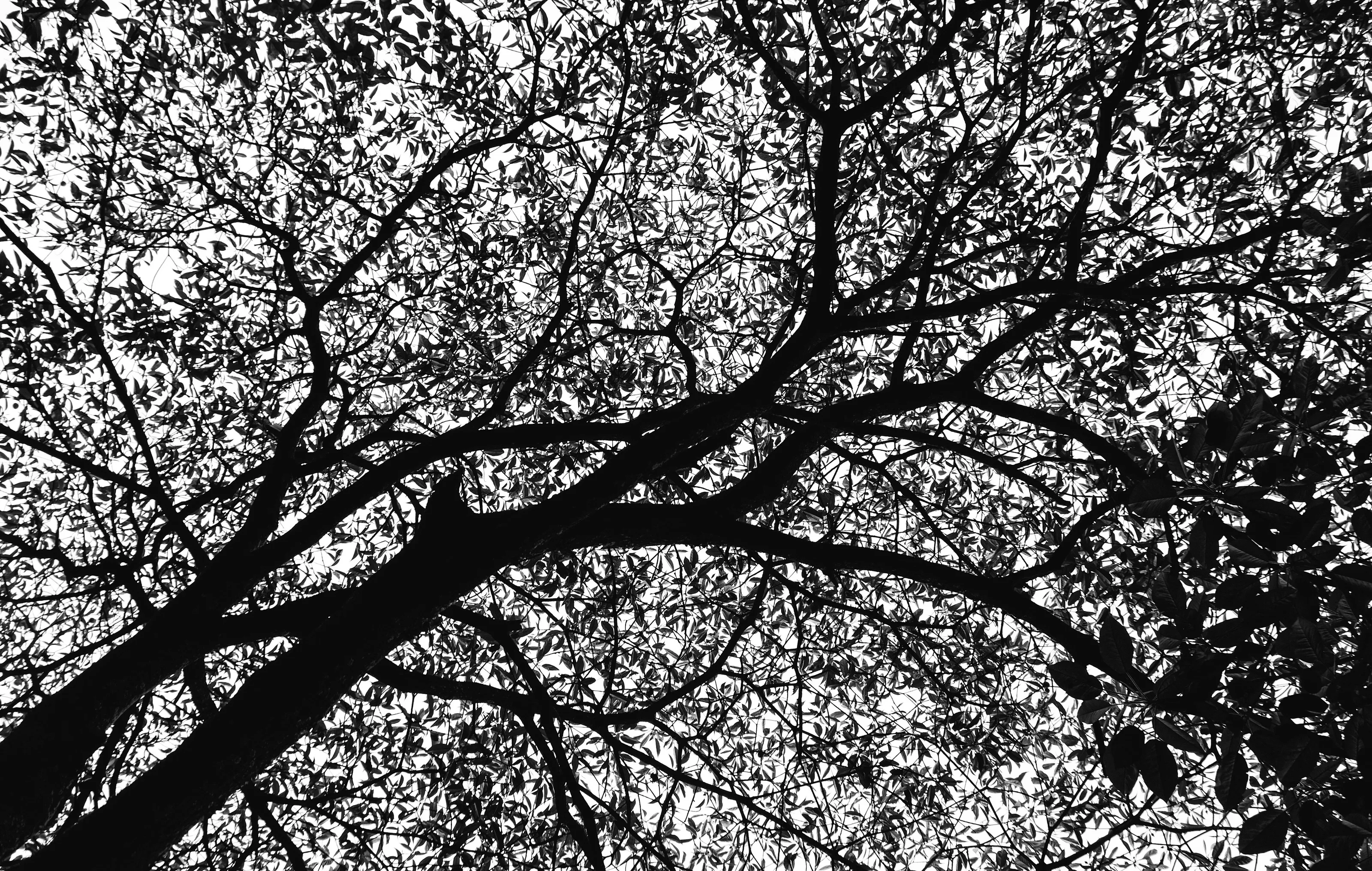 black & white