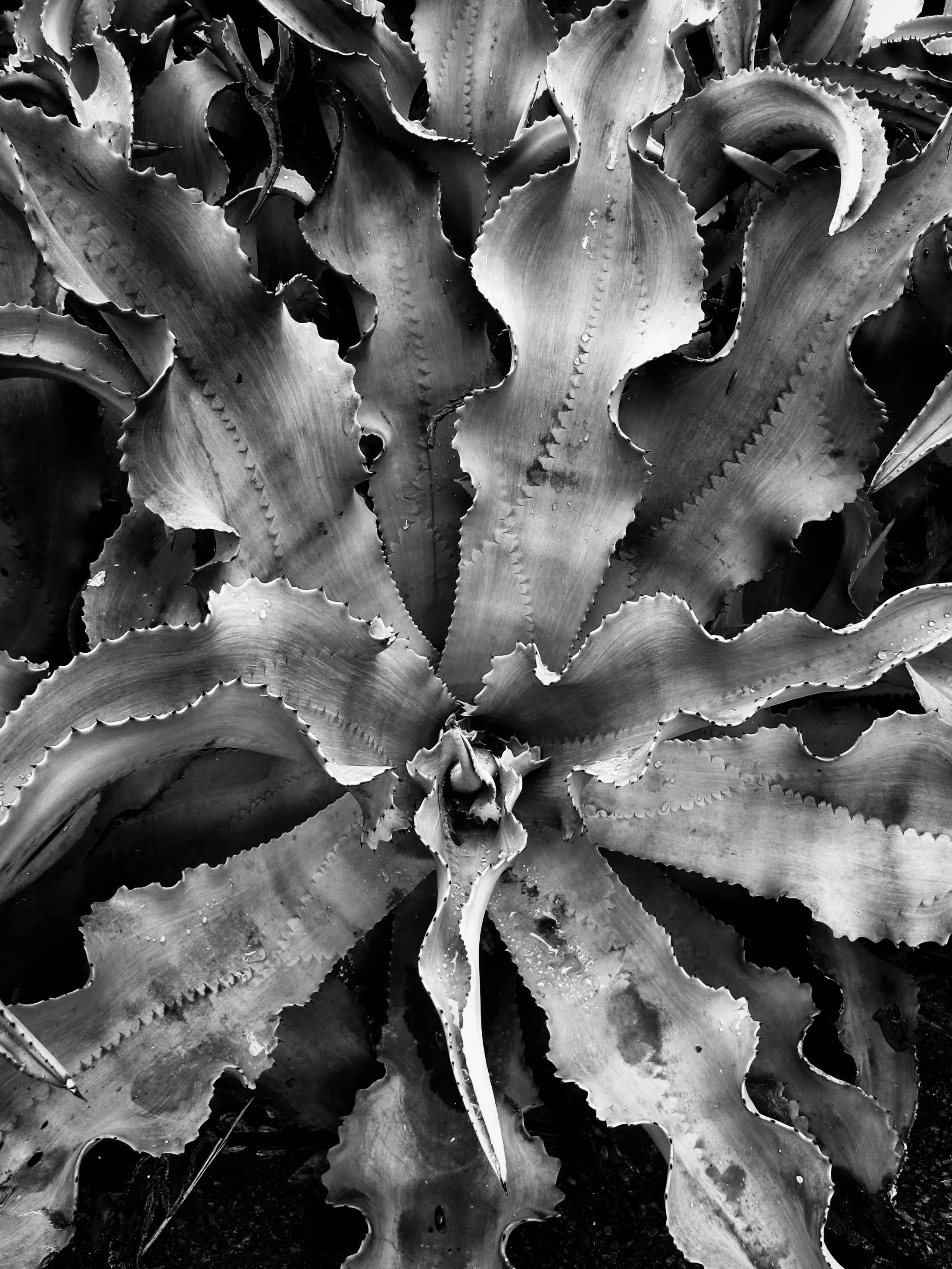 Aloe plant