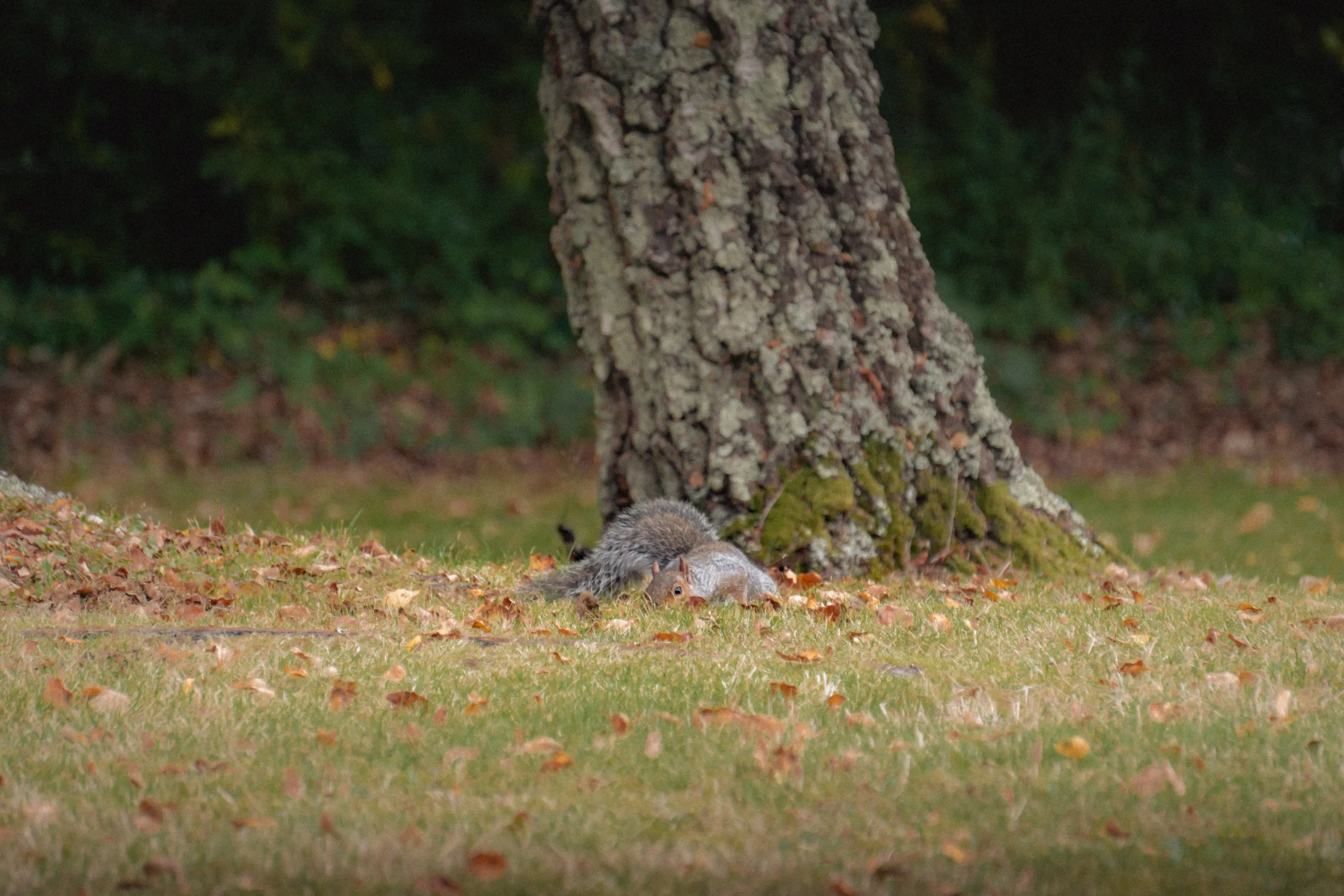 Squirrel Watching