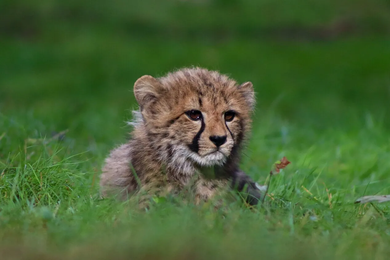 Baby cheetah