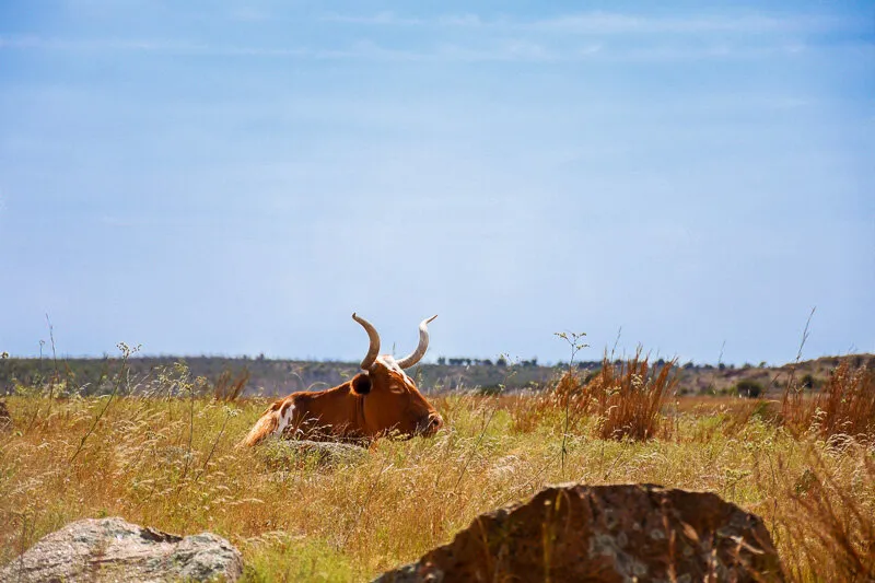 Longhorn in the Tallgrass