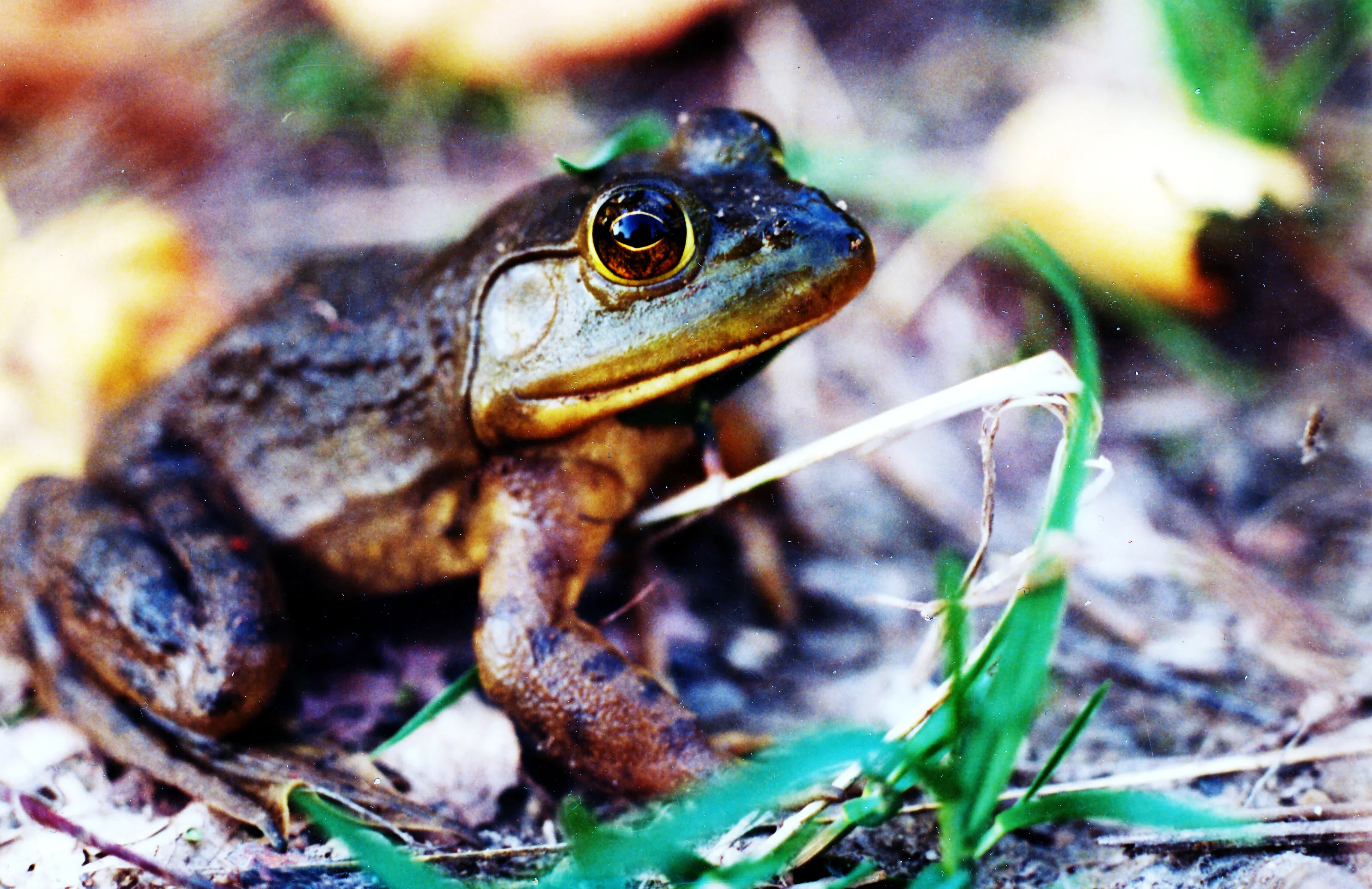 A frog
