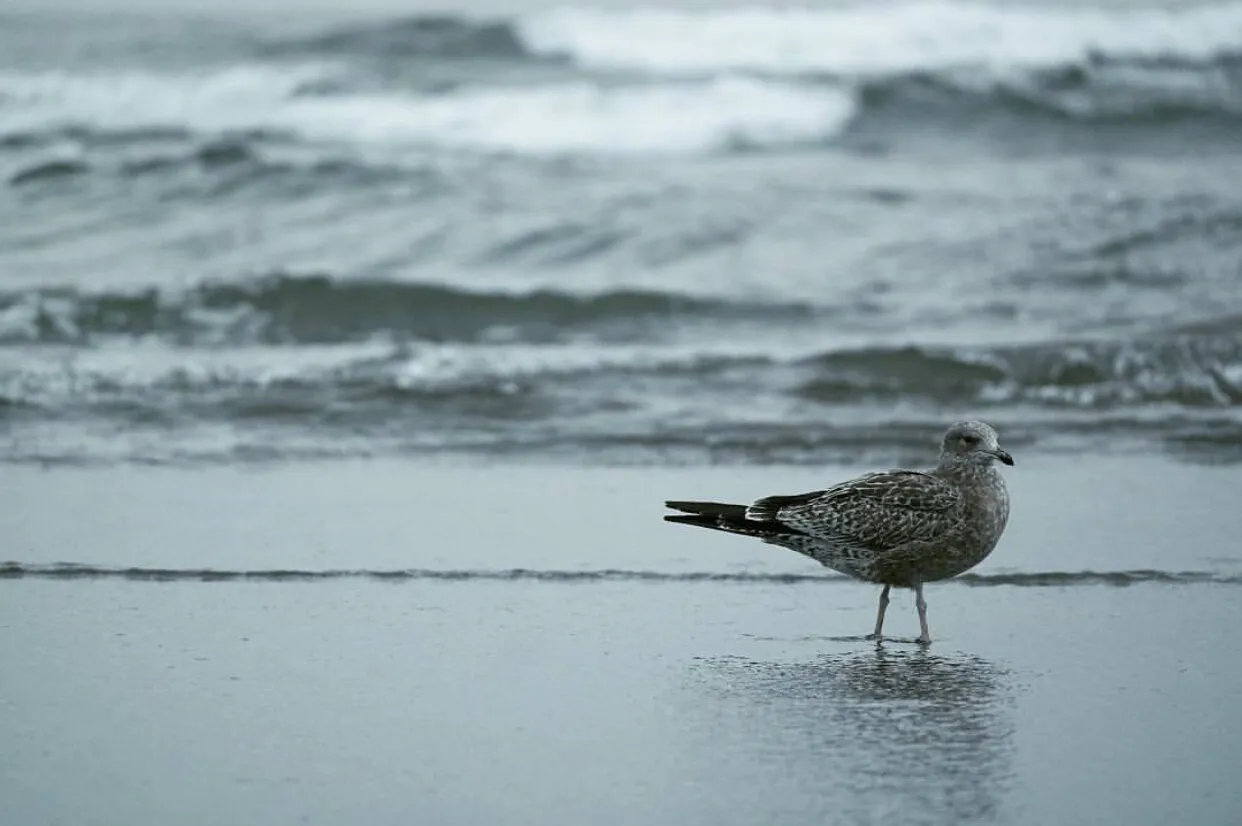 Lone Gull