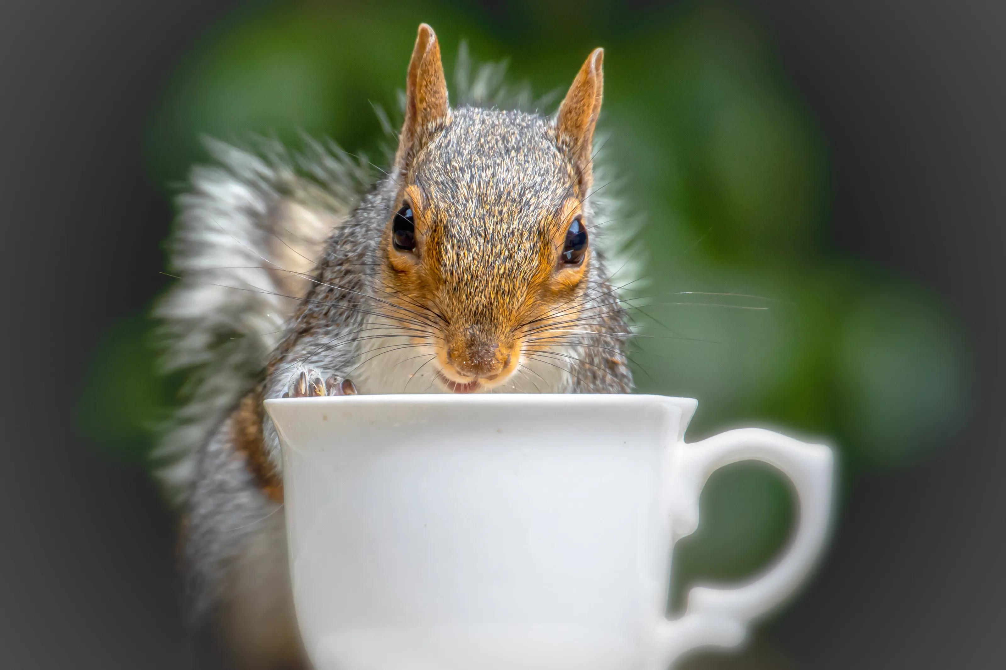 Squirrel afternoon tea and nuts time!