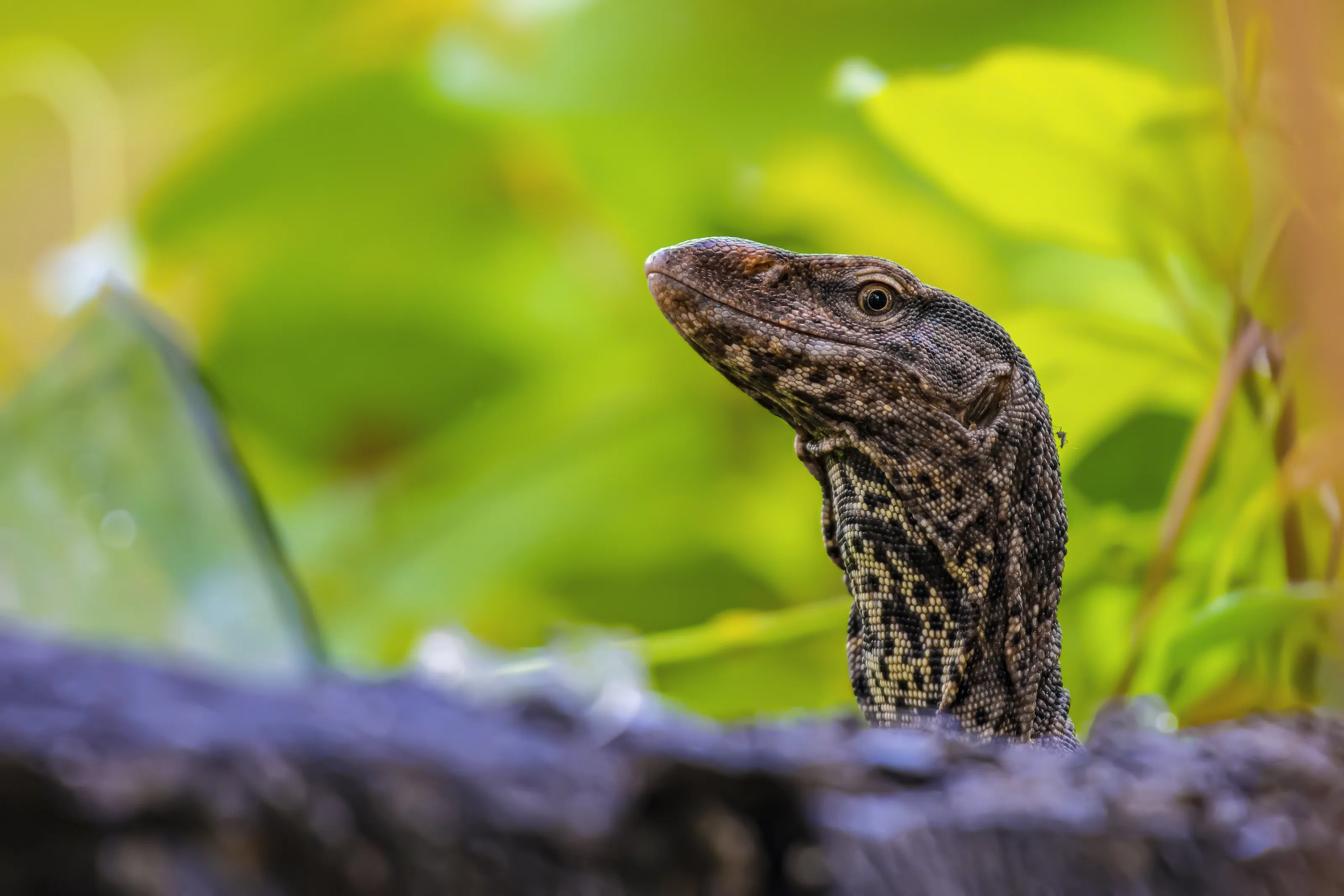 Monitor Lizard