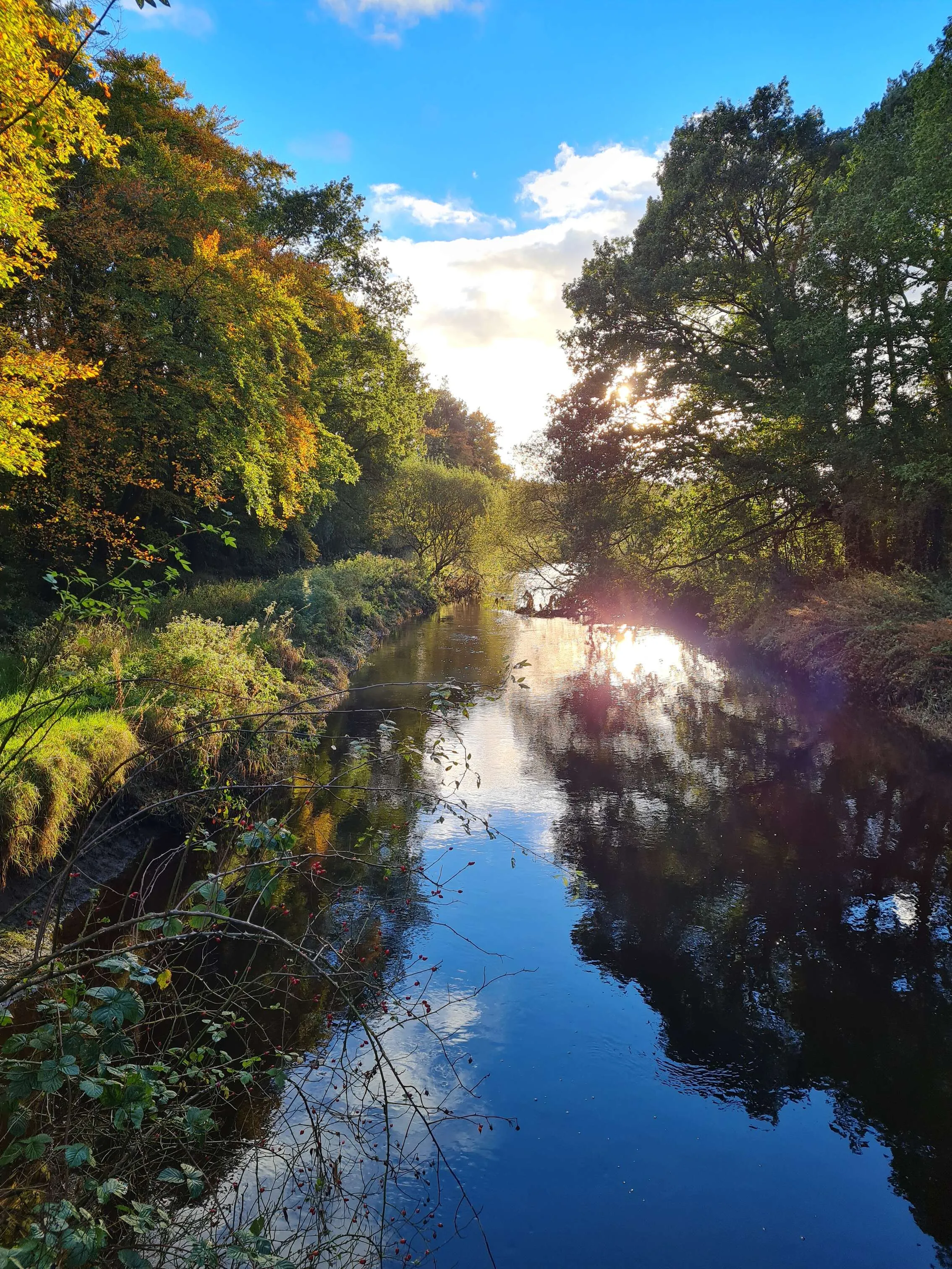 Garryhinch Woods