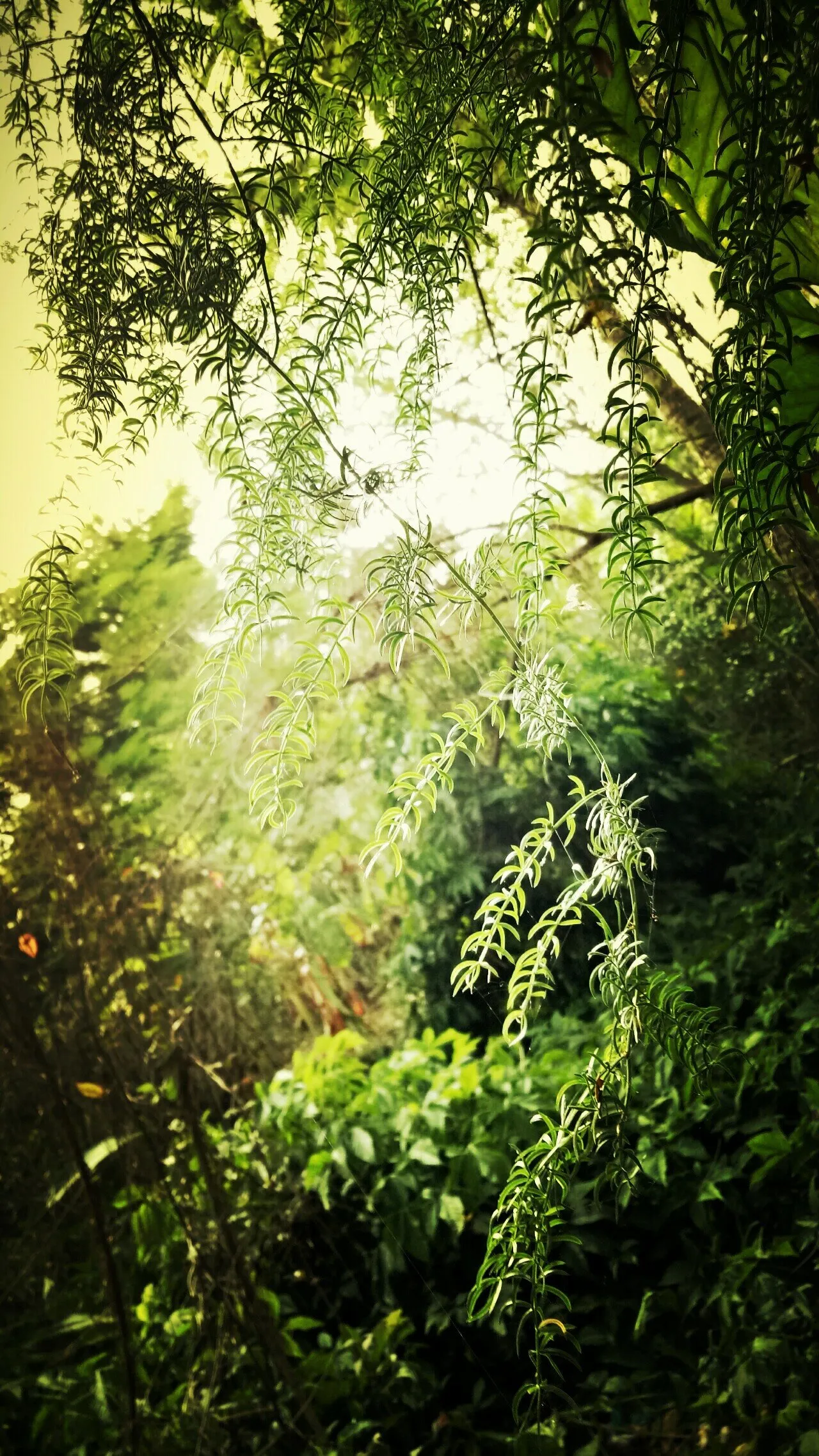 Beauty of nature