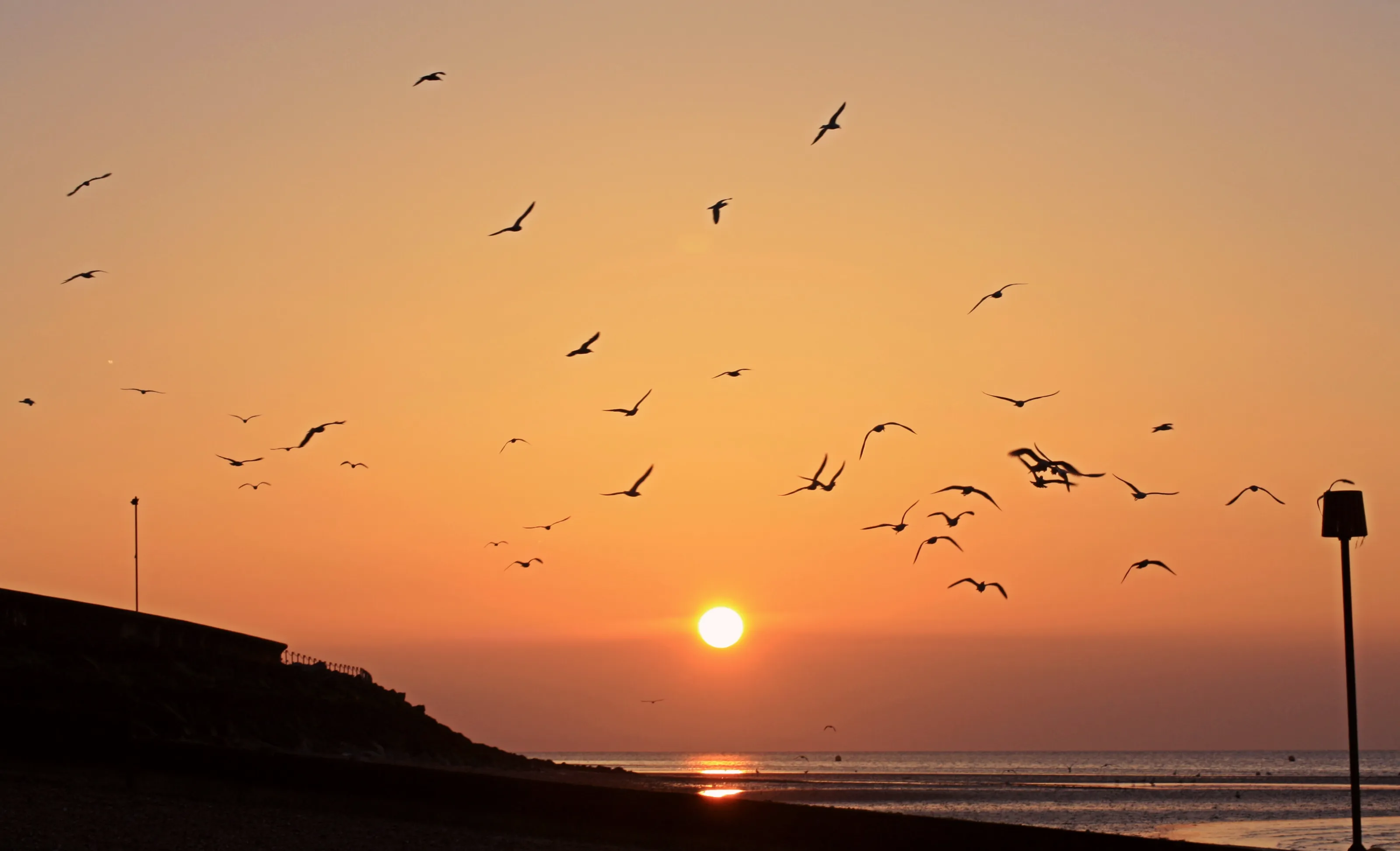 Birds in flight