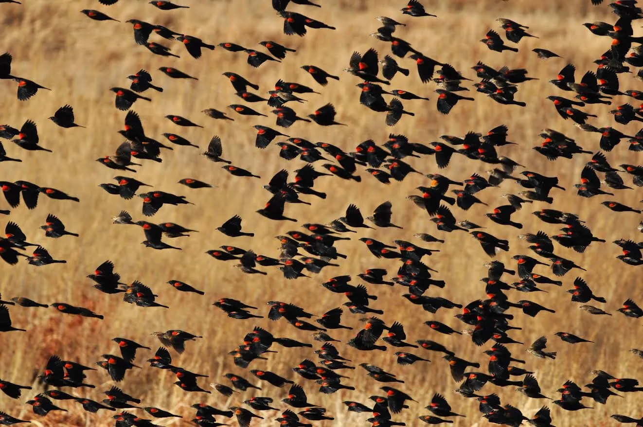 Flock of Red Winged Blackbirds