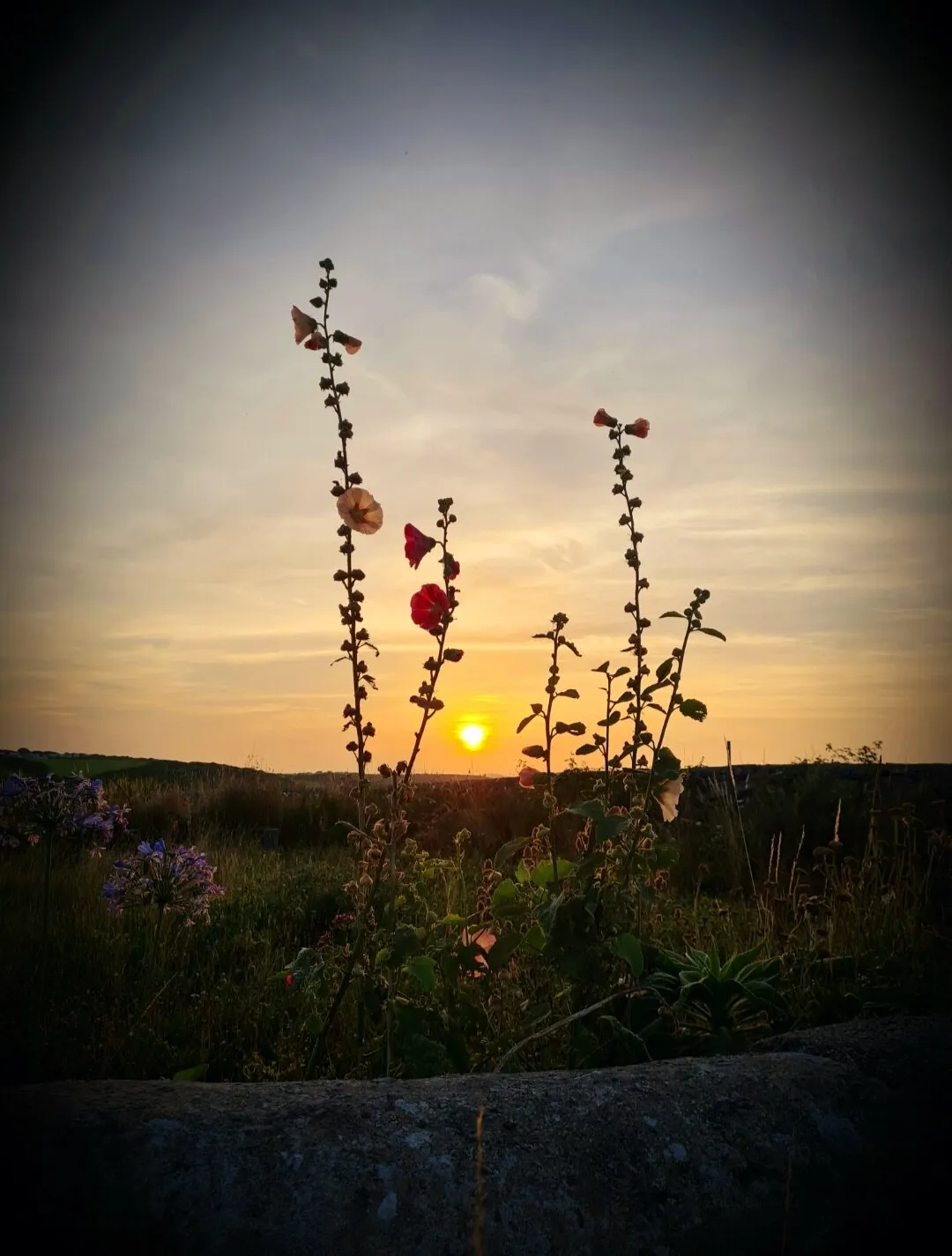 Wildflowers at sunset