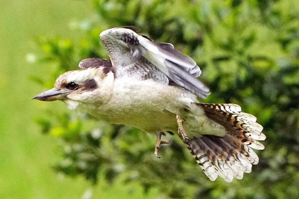 Kookaburra.