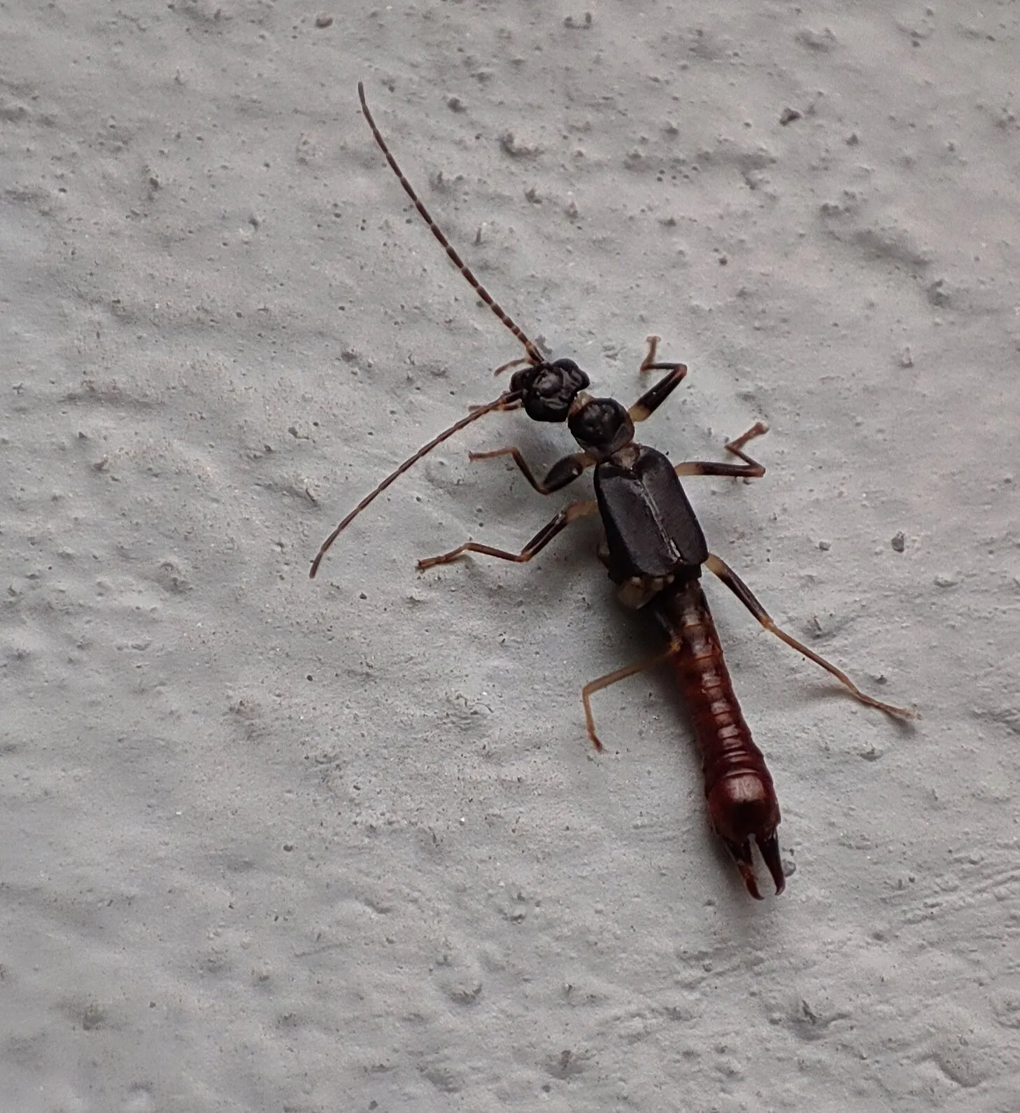 Earwig on wall
