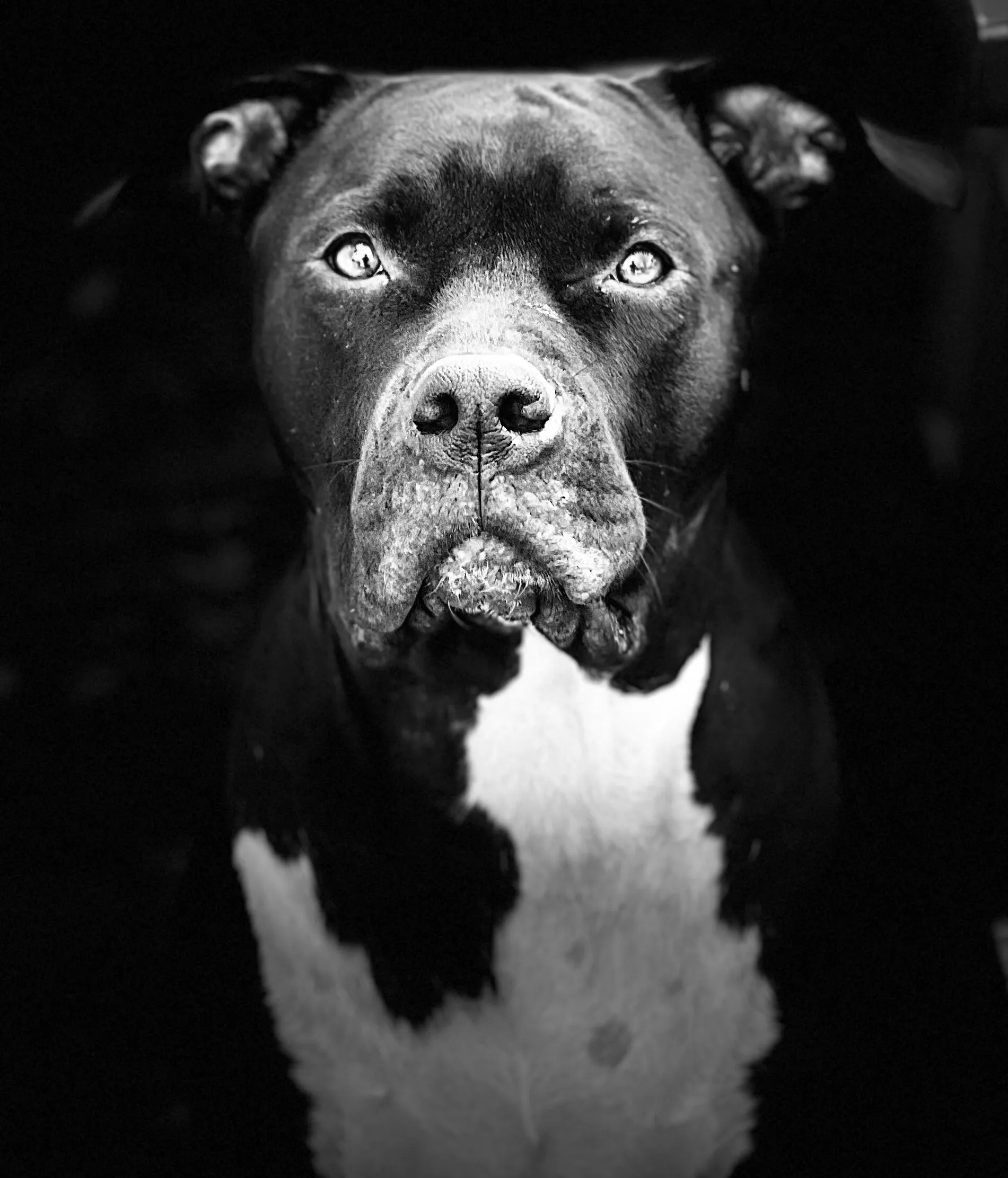 Pitbull love