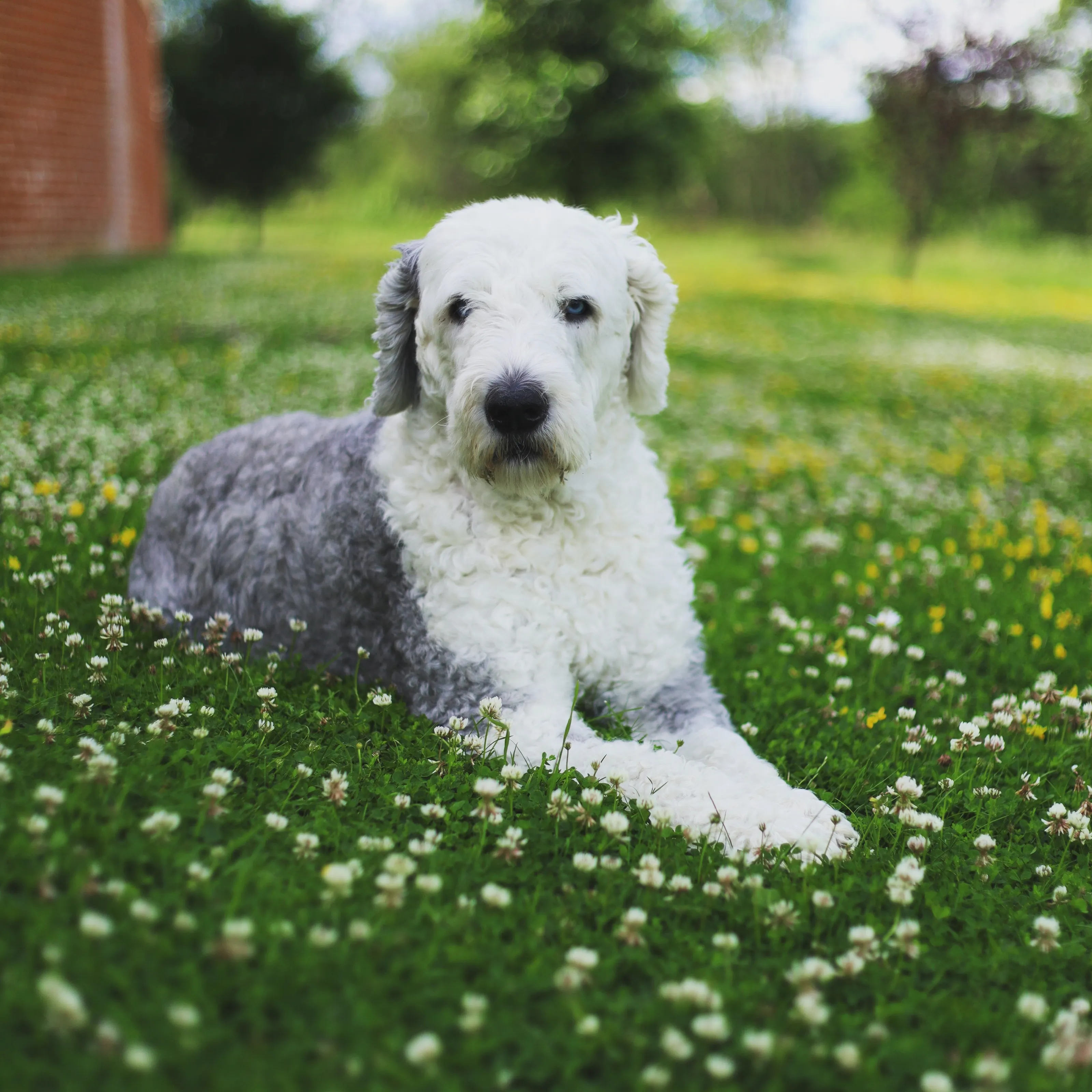 Old English Sheepdog | At Rest