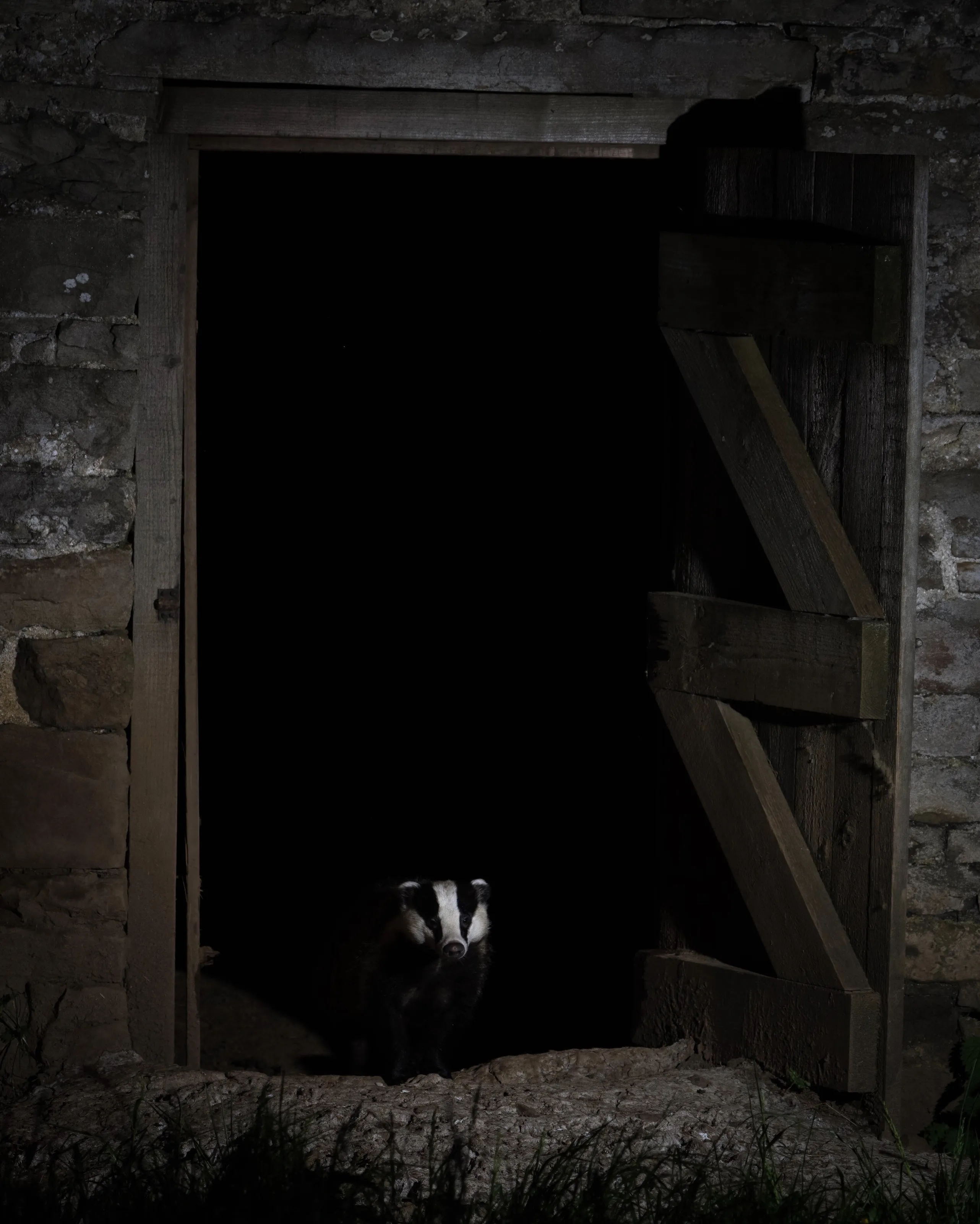 Badger in barn doorway