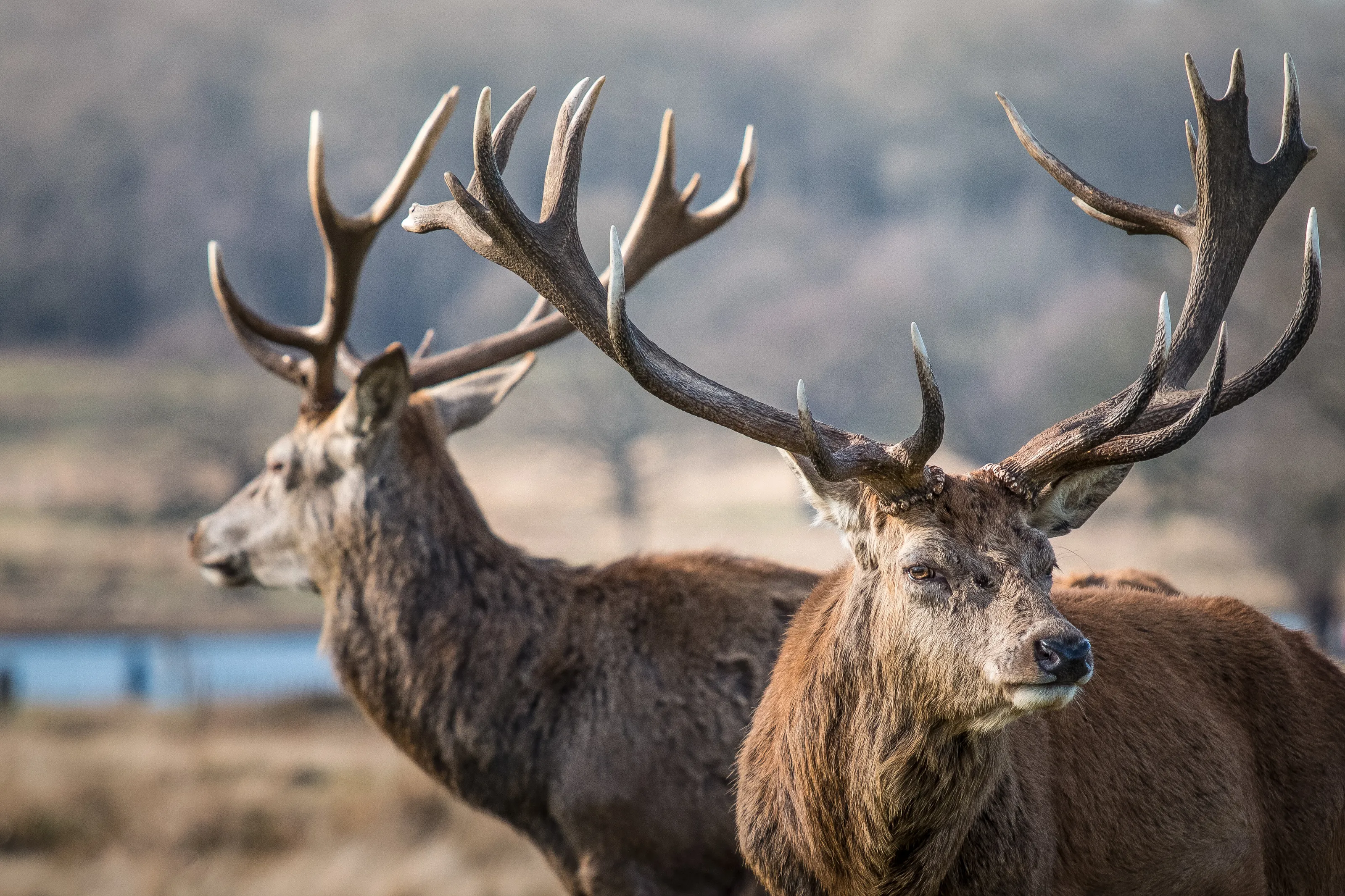 Red Deer Stag