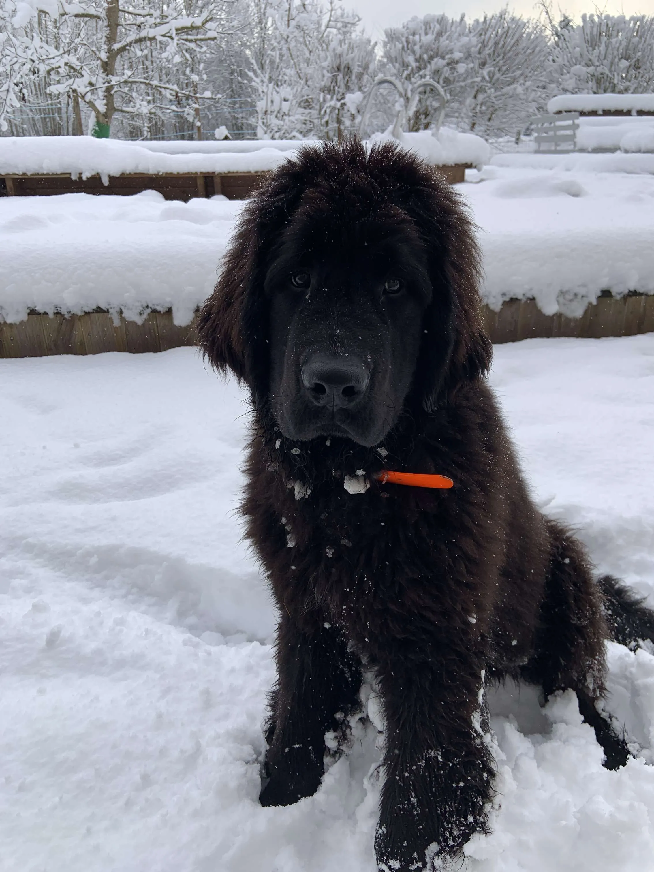StanleyBear 1st winter