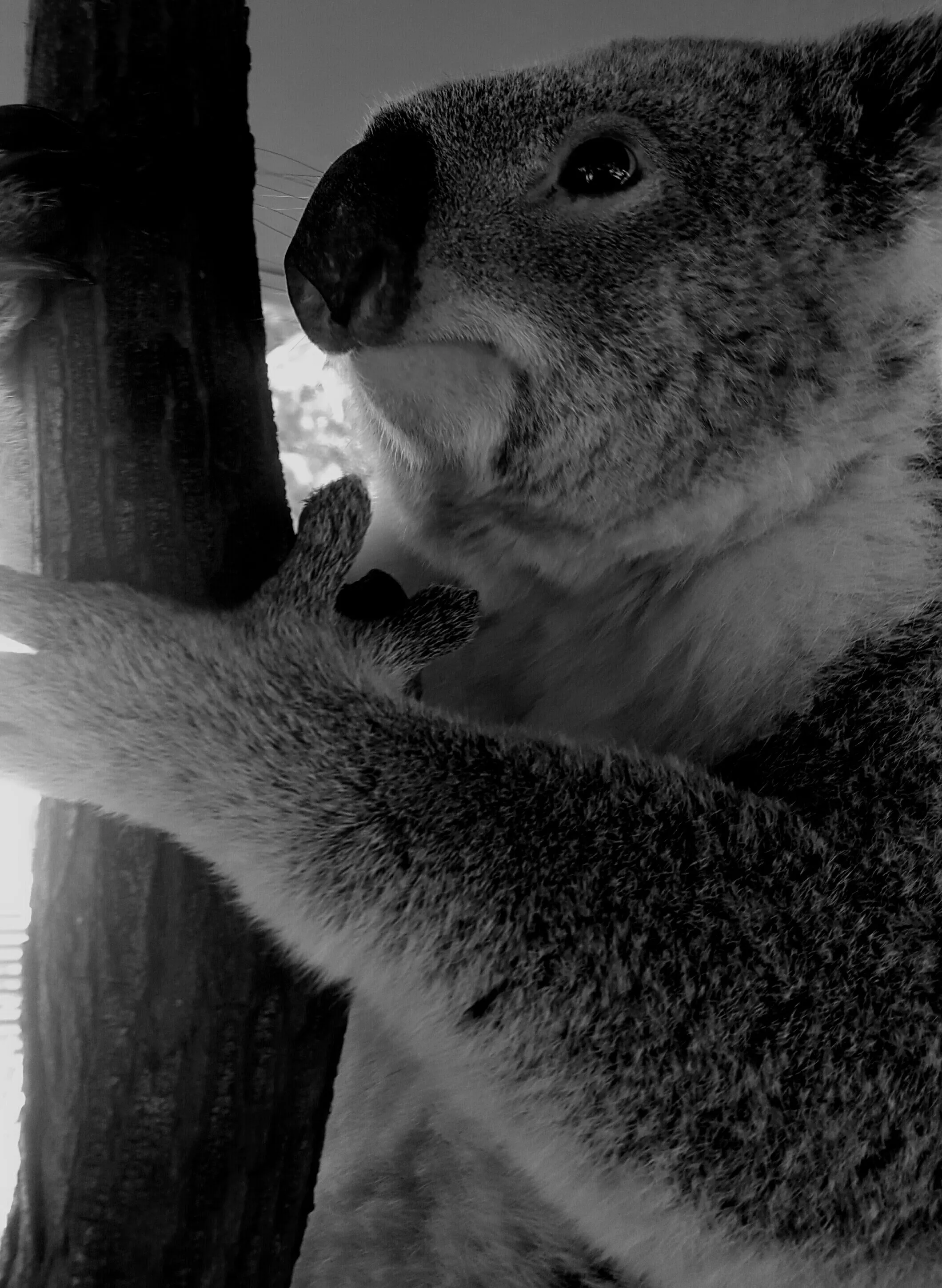 Koala