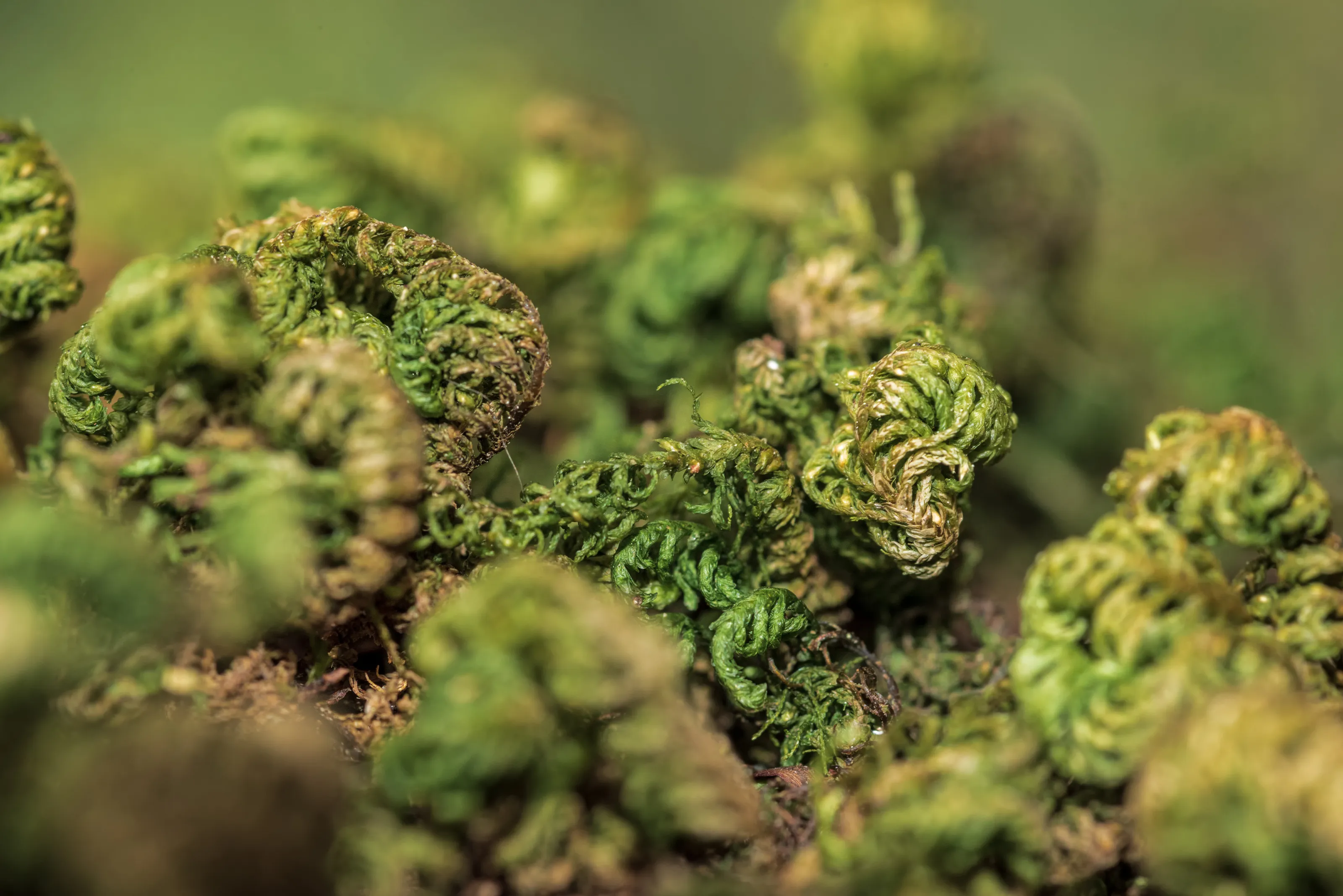Moss land
