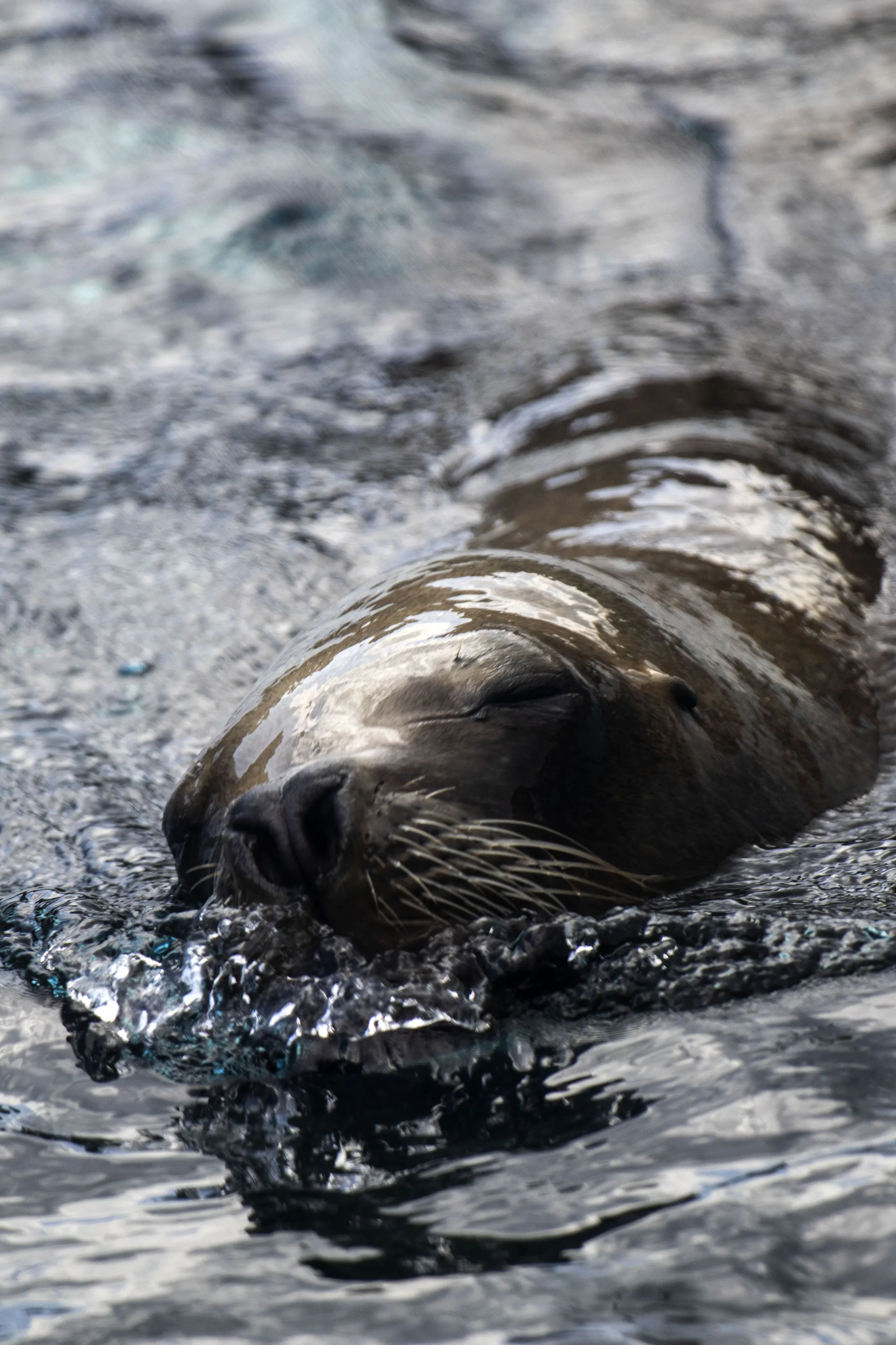 Sea Lion