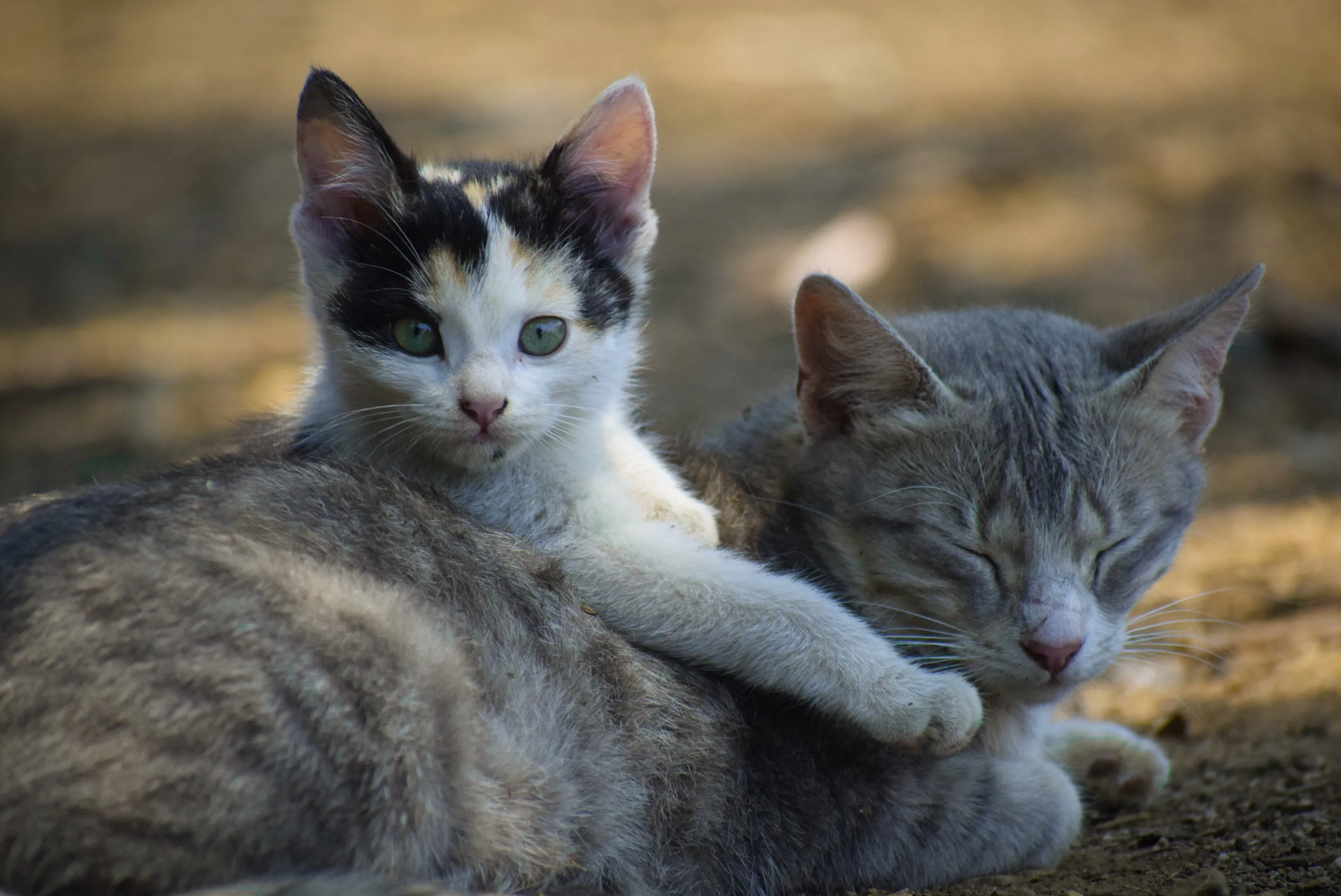 Kitten