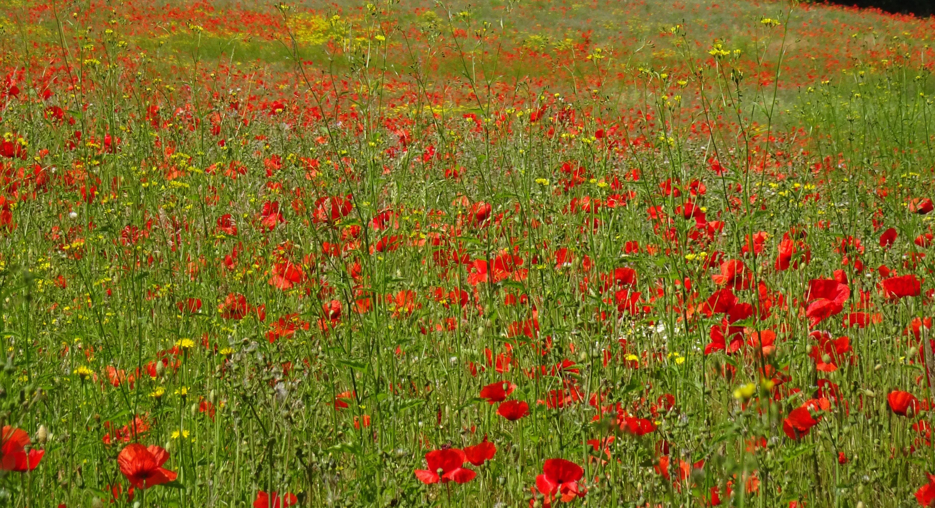 Poppy Field