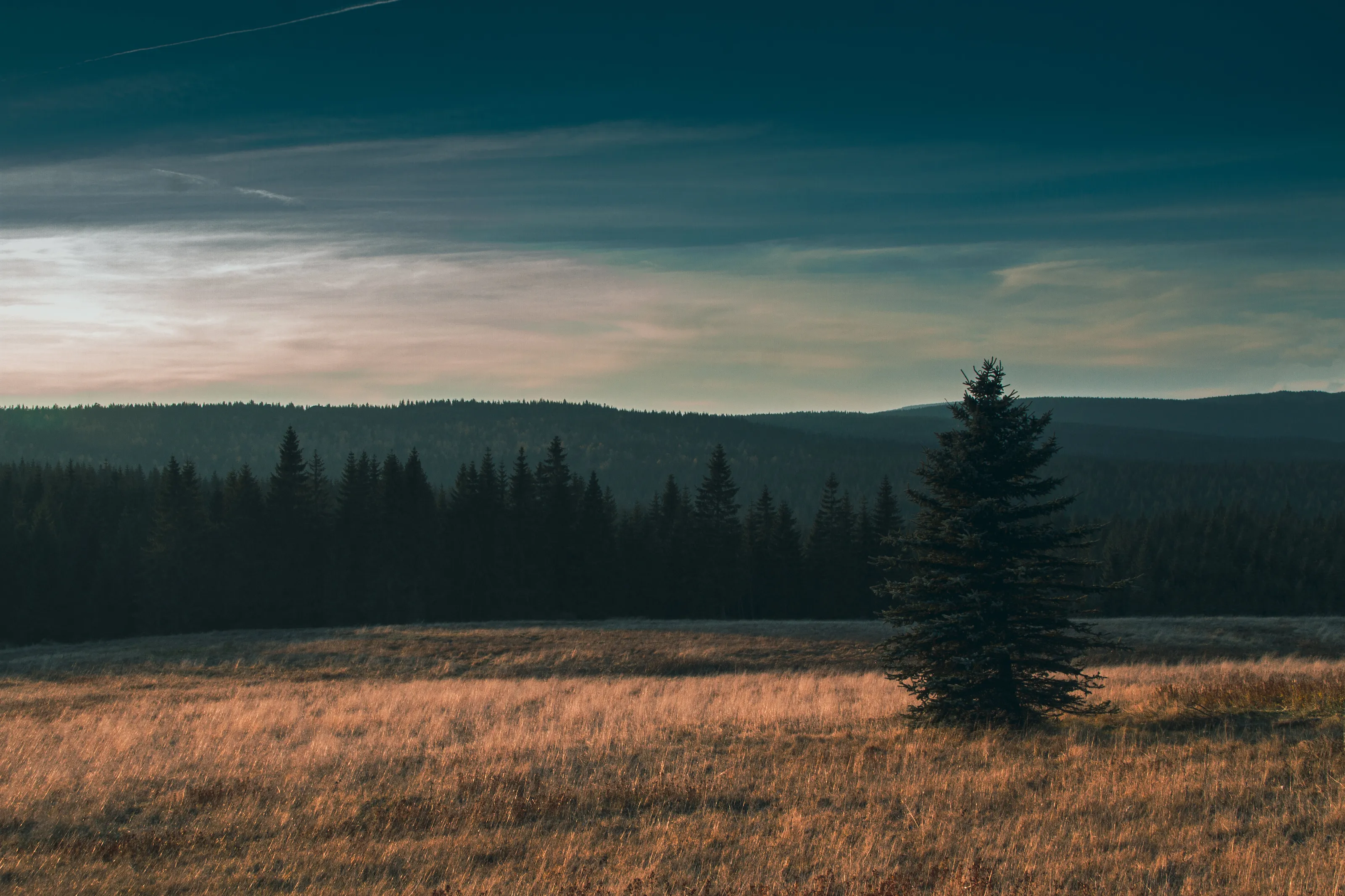Lone Tree