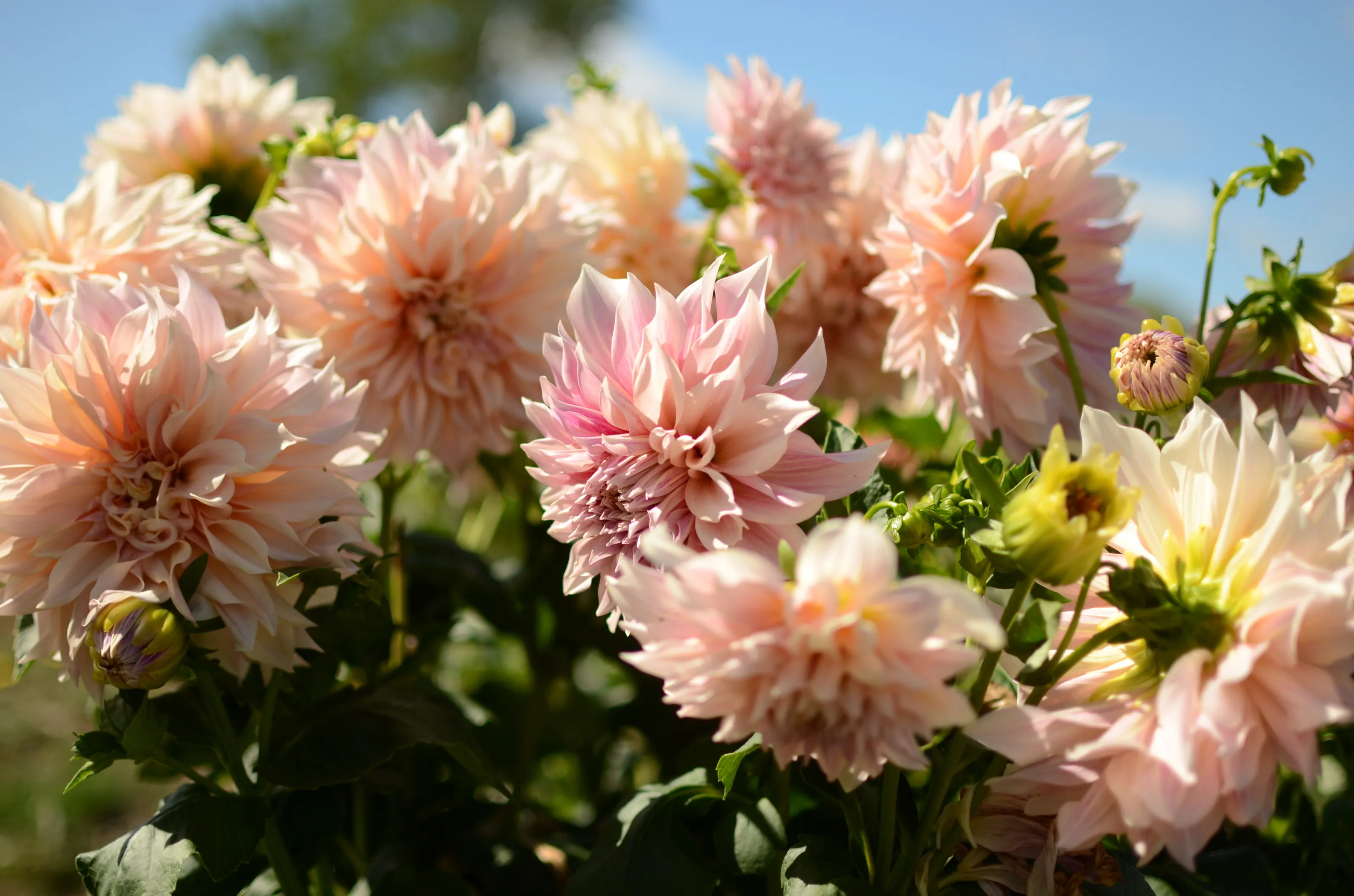 Pink 'Cafe au Lait' Dinner-plate Dahlia Flower #1.