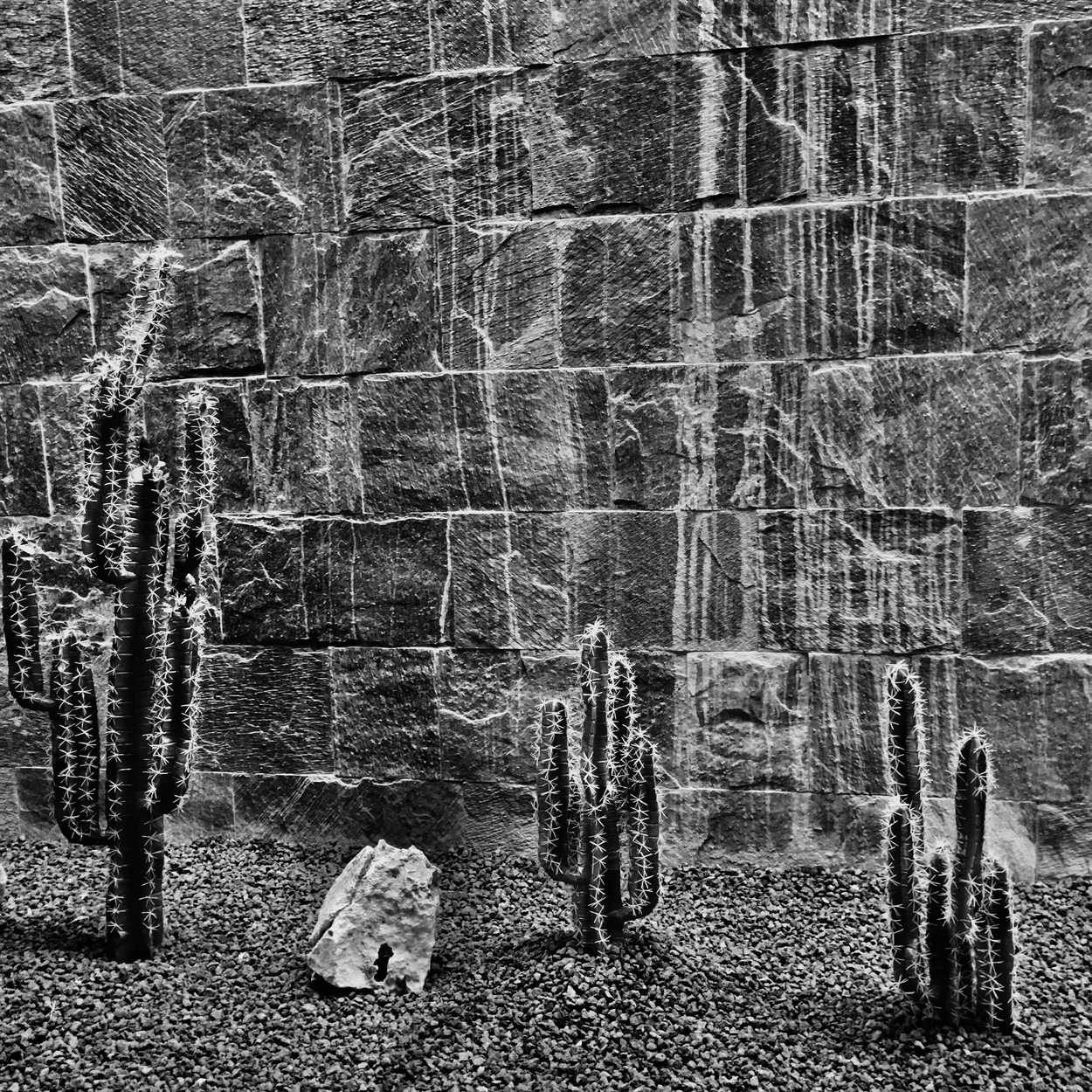 Cacti