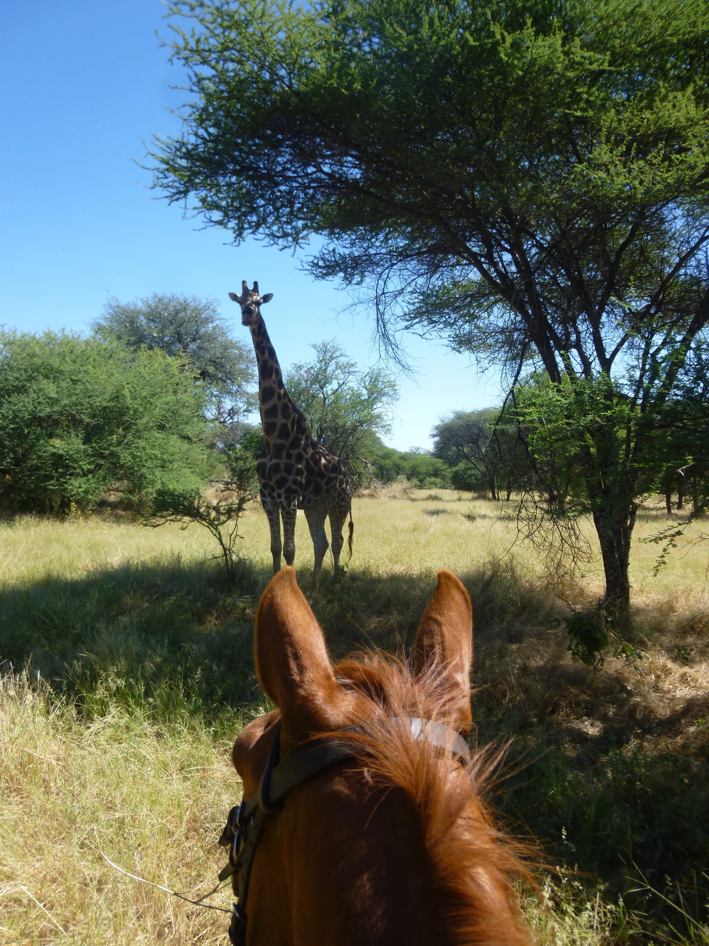 Through the ears of a horse
