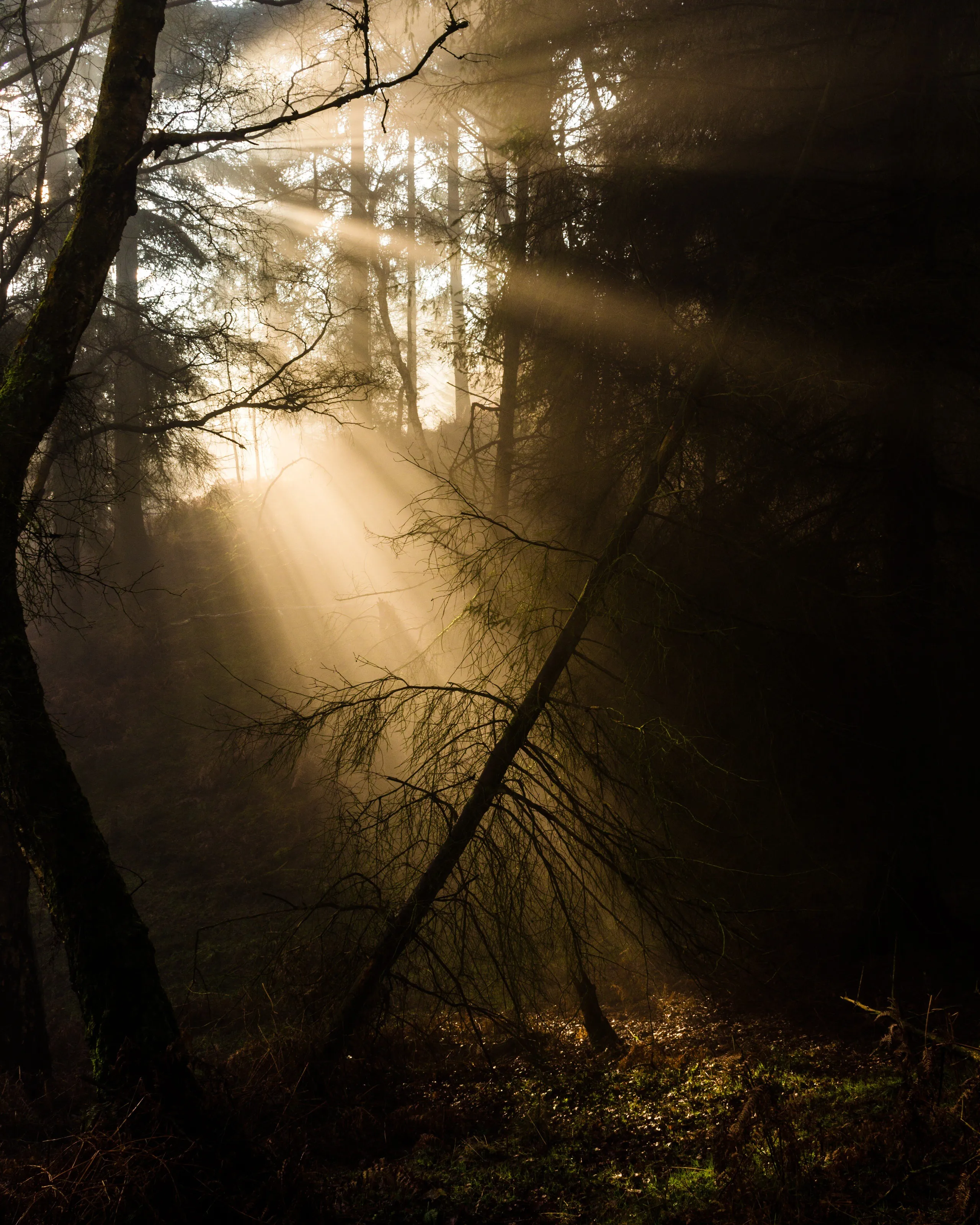 A Ray Of Light