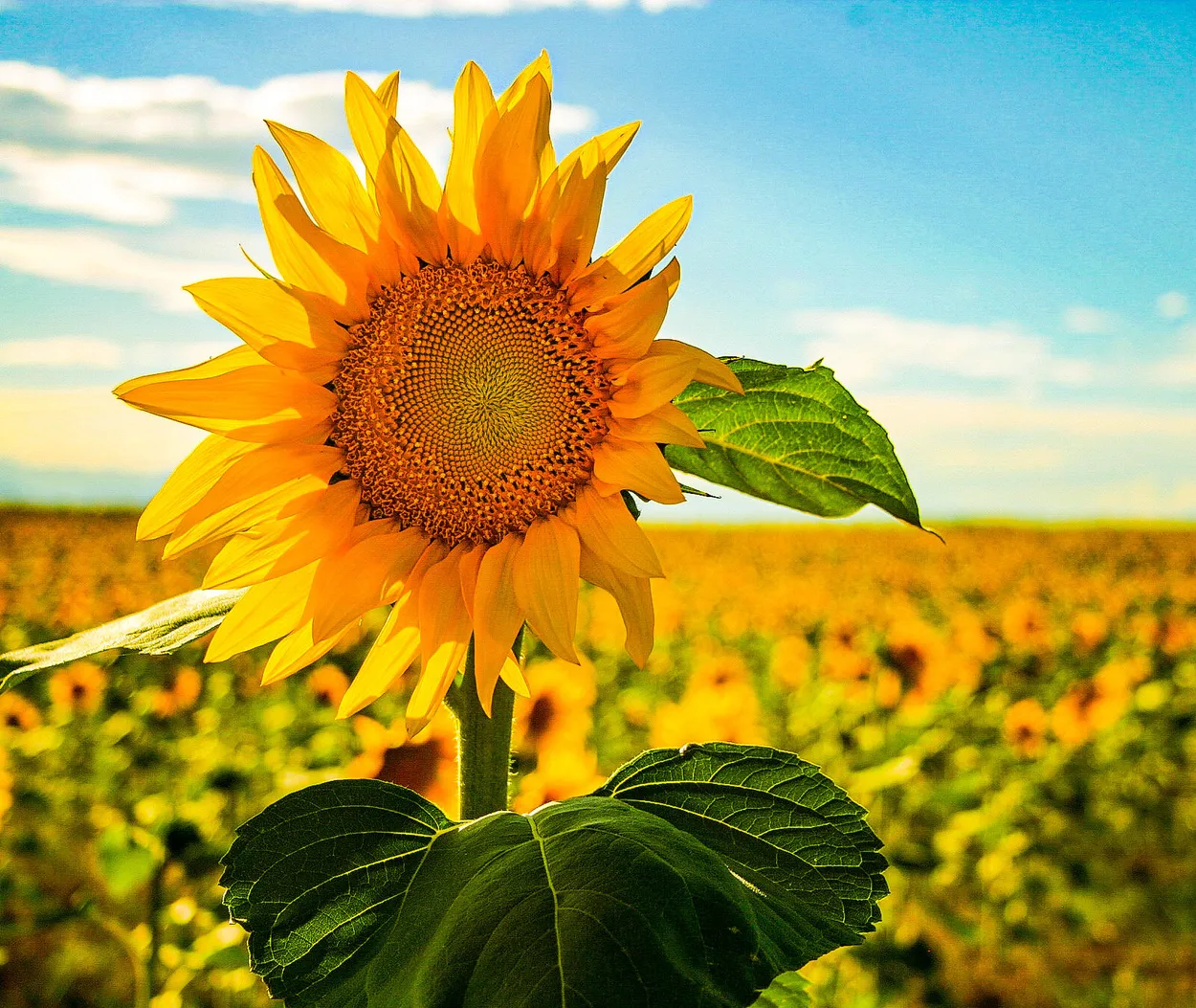 Entry 13704350