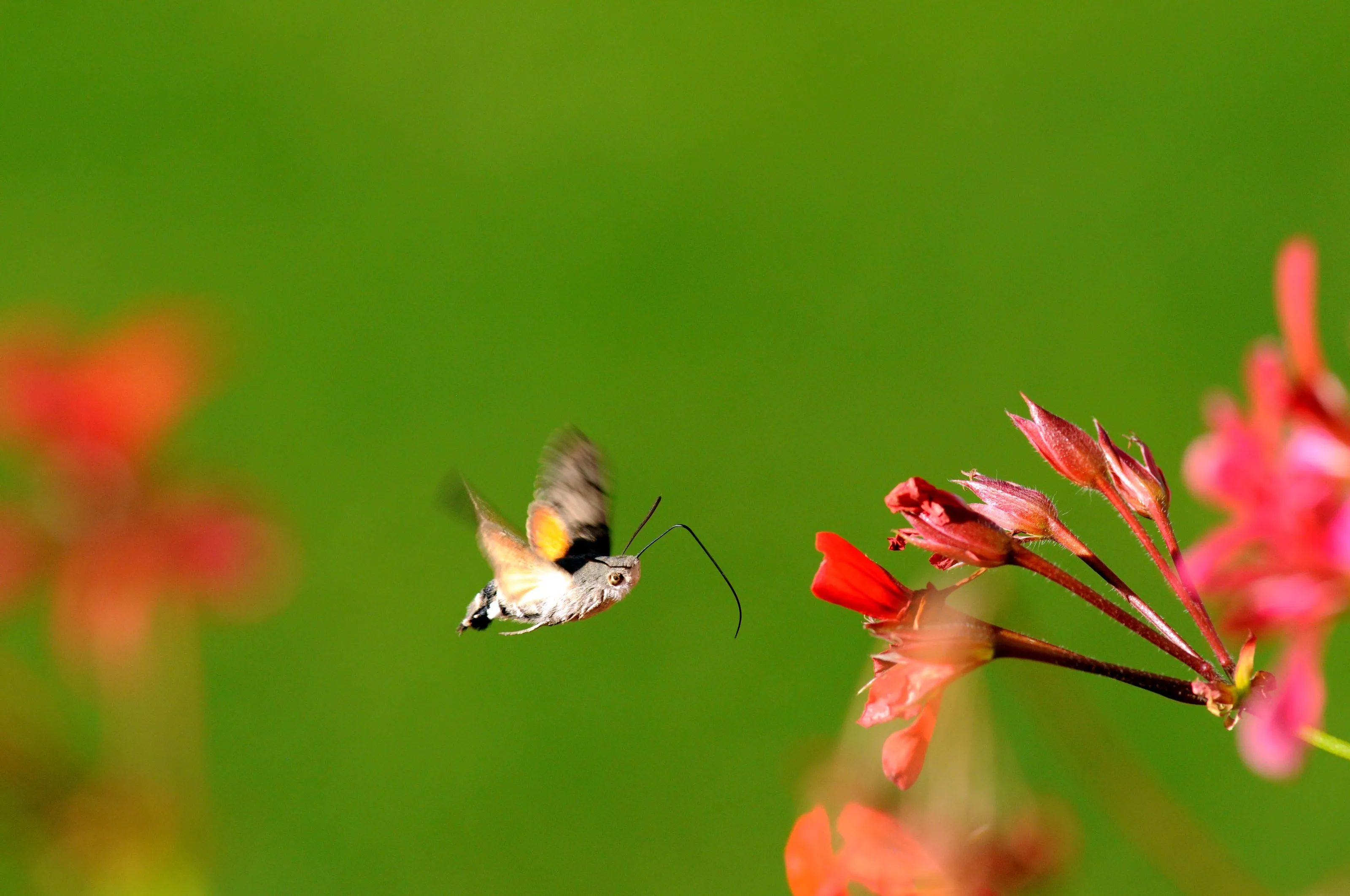 Hummingbird hawk-moth - Macroglossum stellatarum