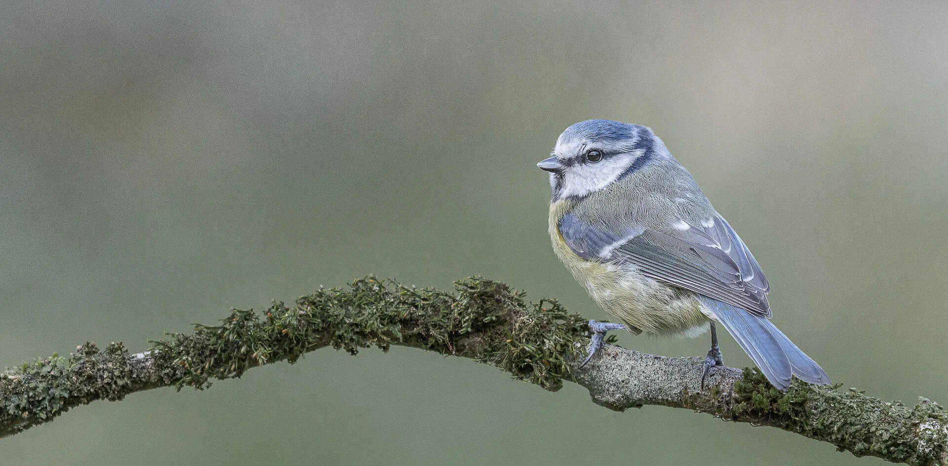 Blue Tit
