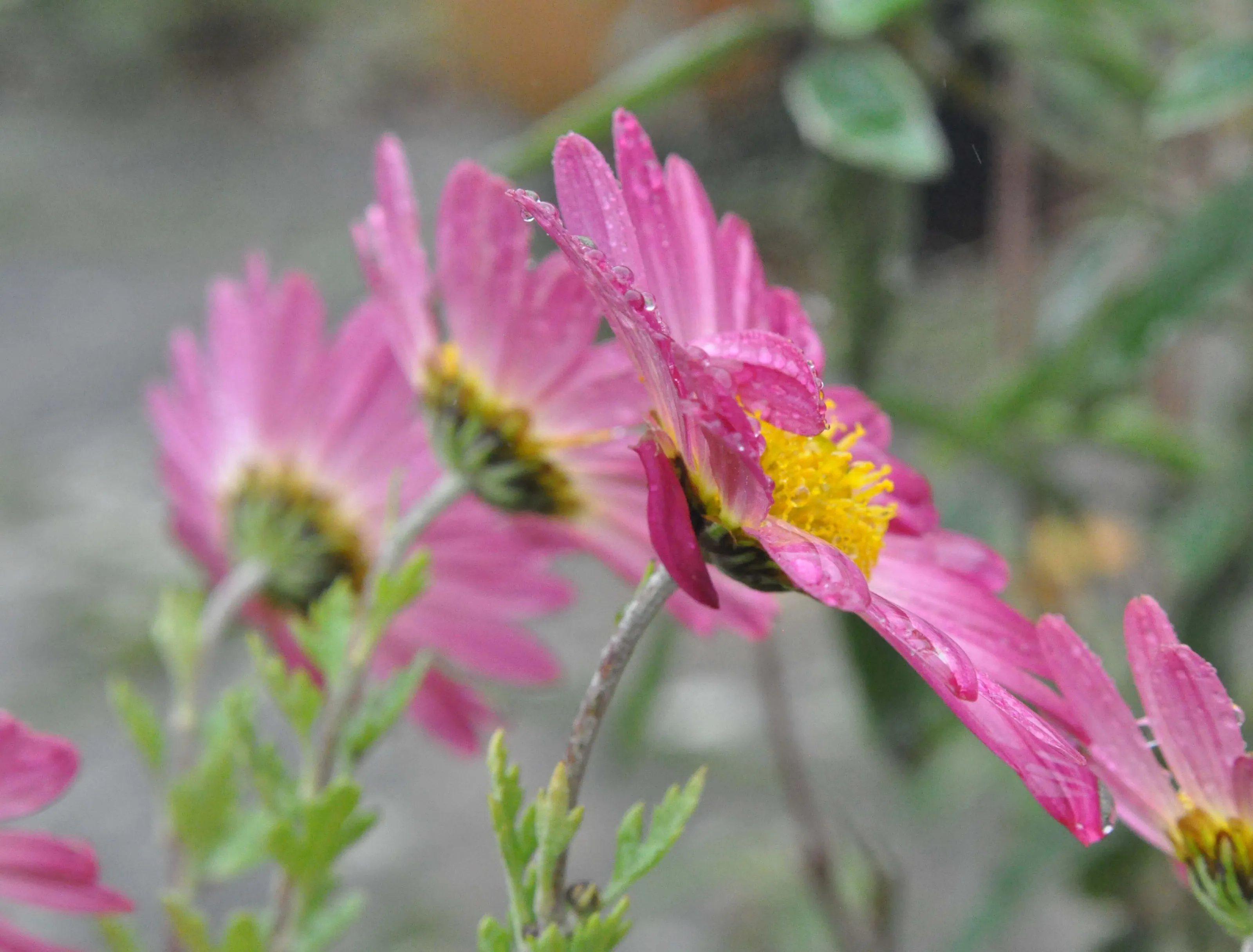 A splash of colour in a November garden.