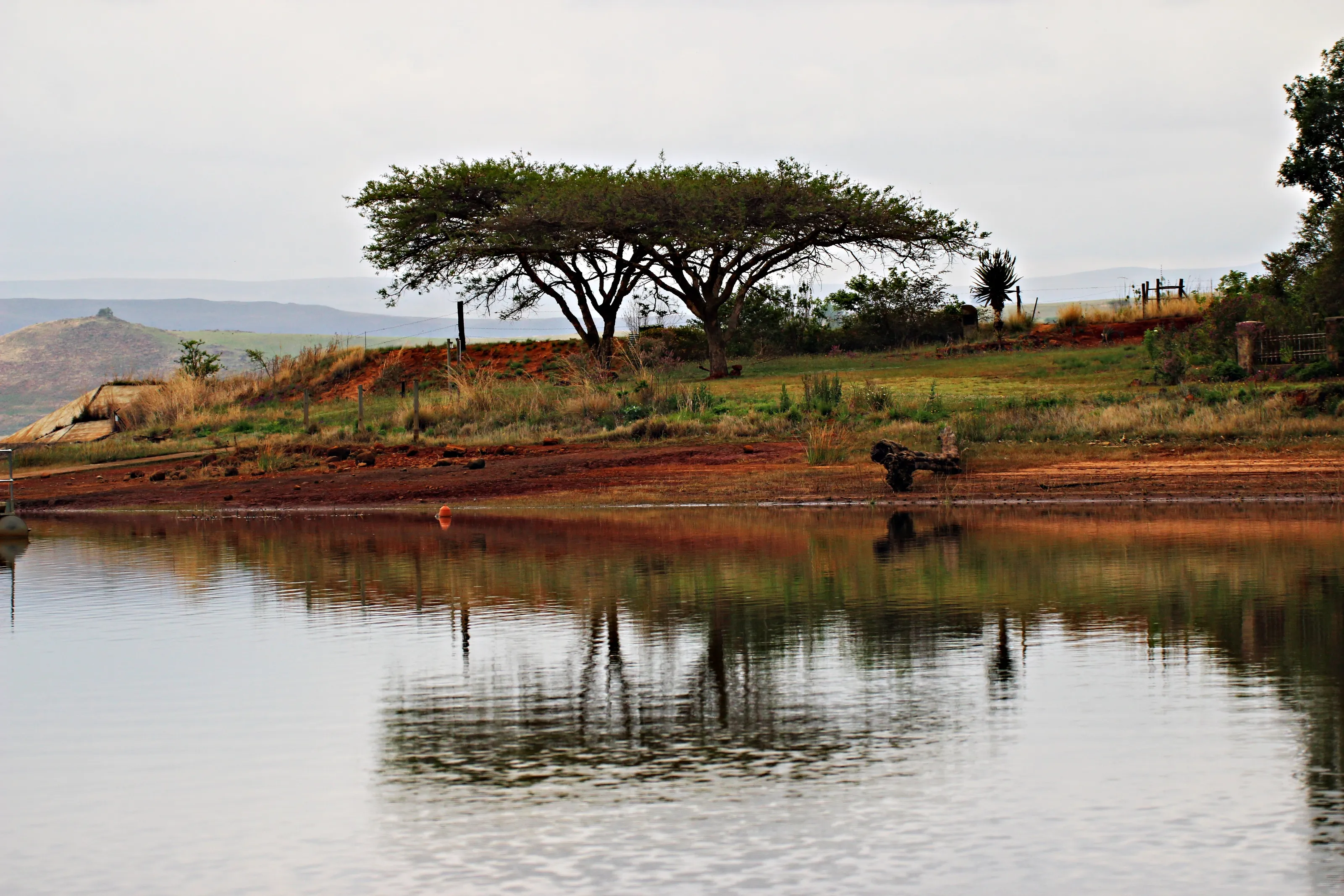 Thorn Tree