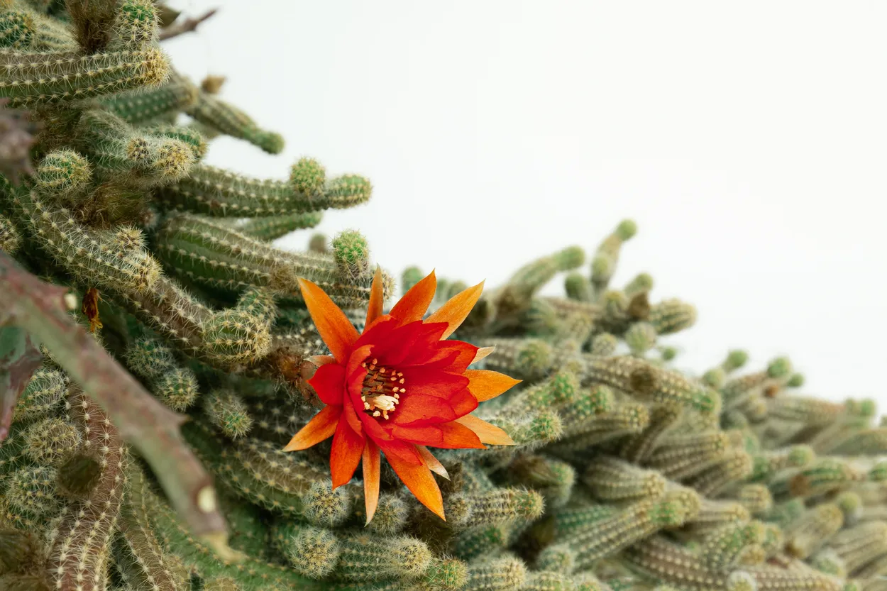 Entry 23161954