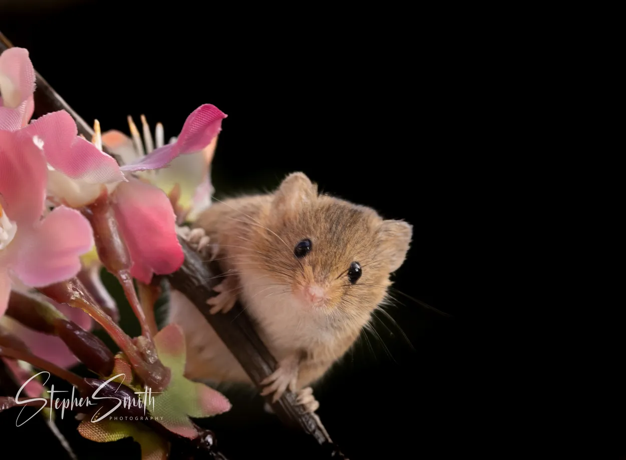 Entry 14113394