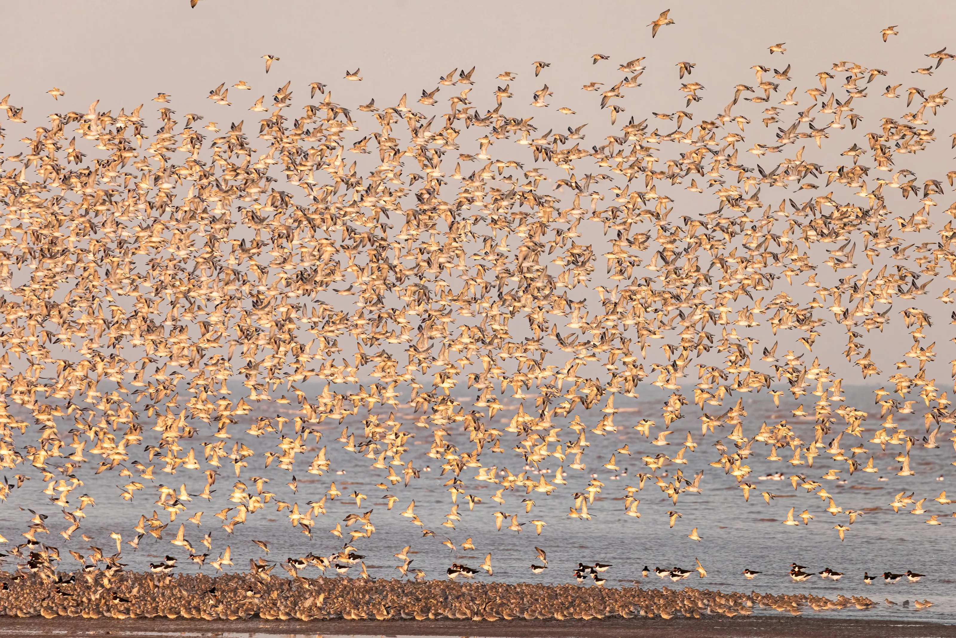 Golden Plover