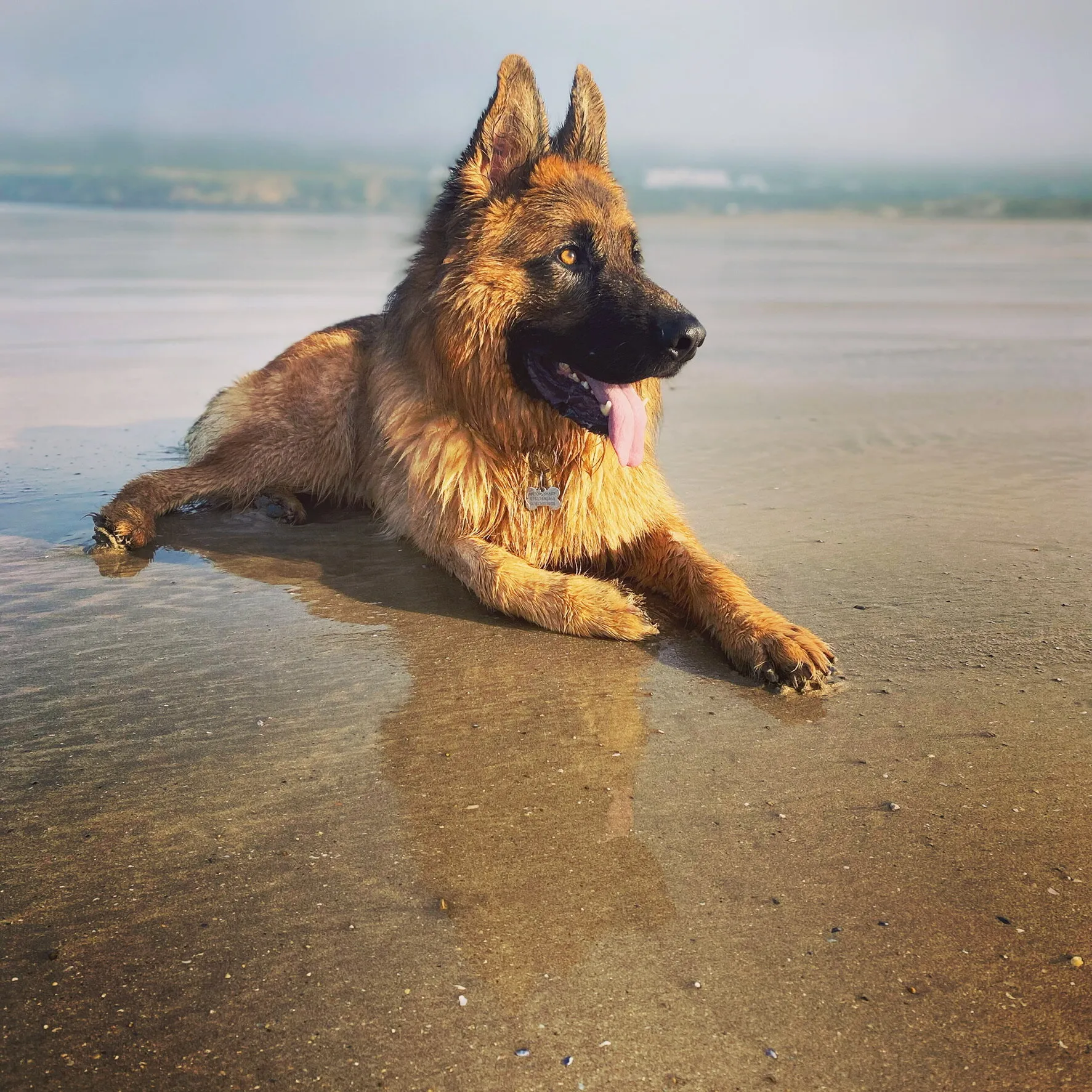 Salty hair and Sandy paws