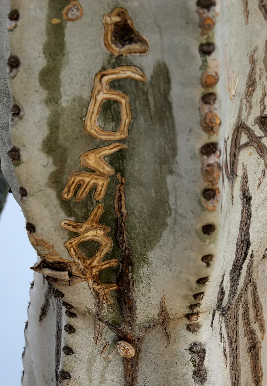 Prickly Love