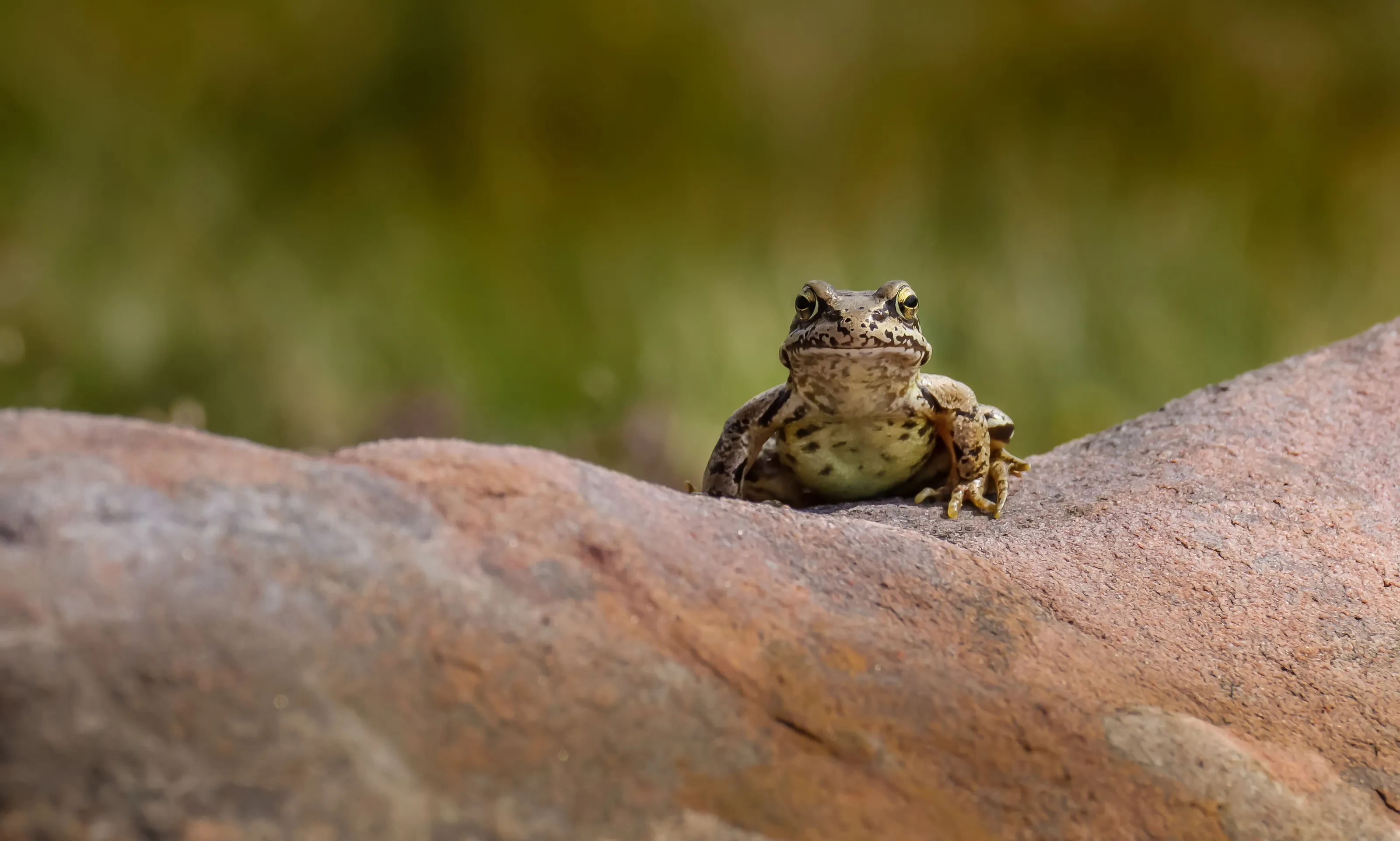 Frog rock