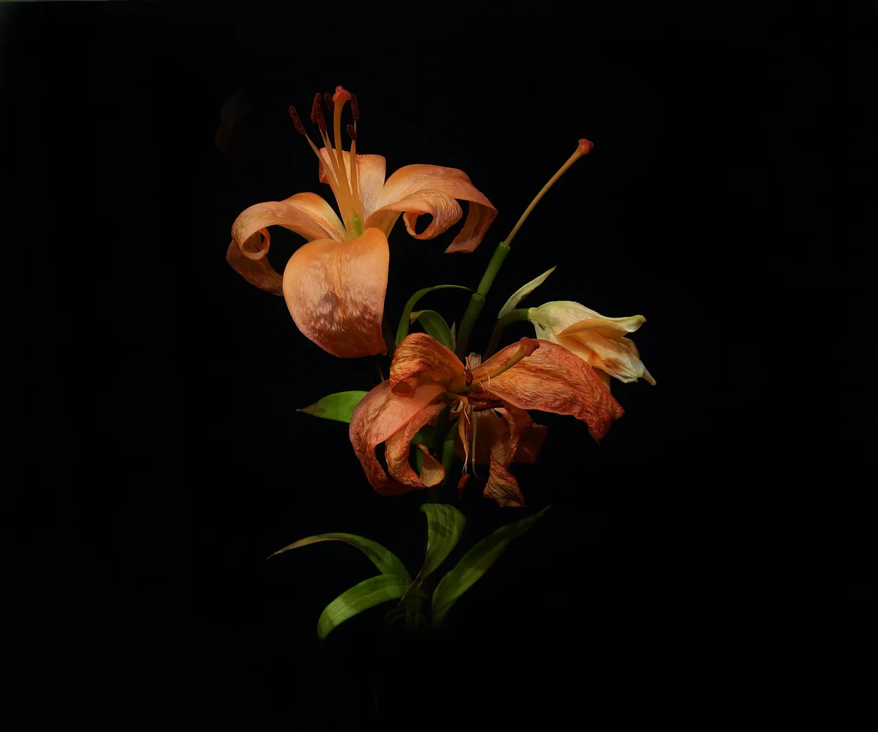 Entry 20820967