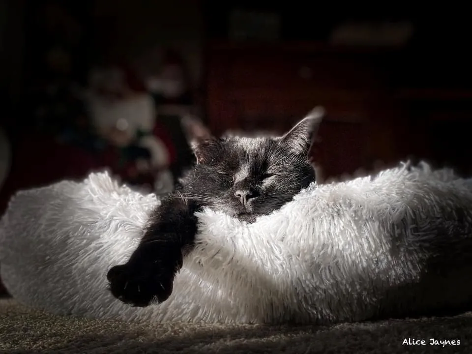 Ella