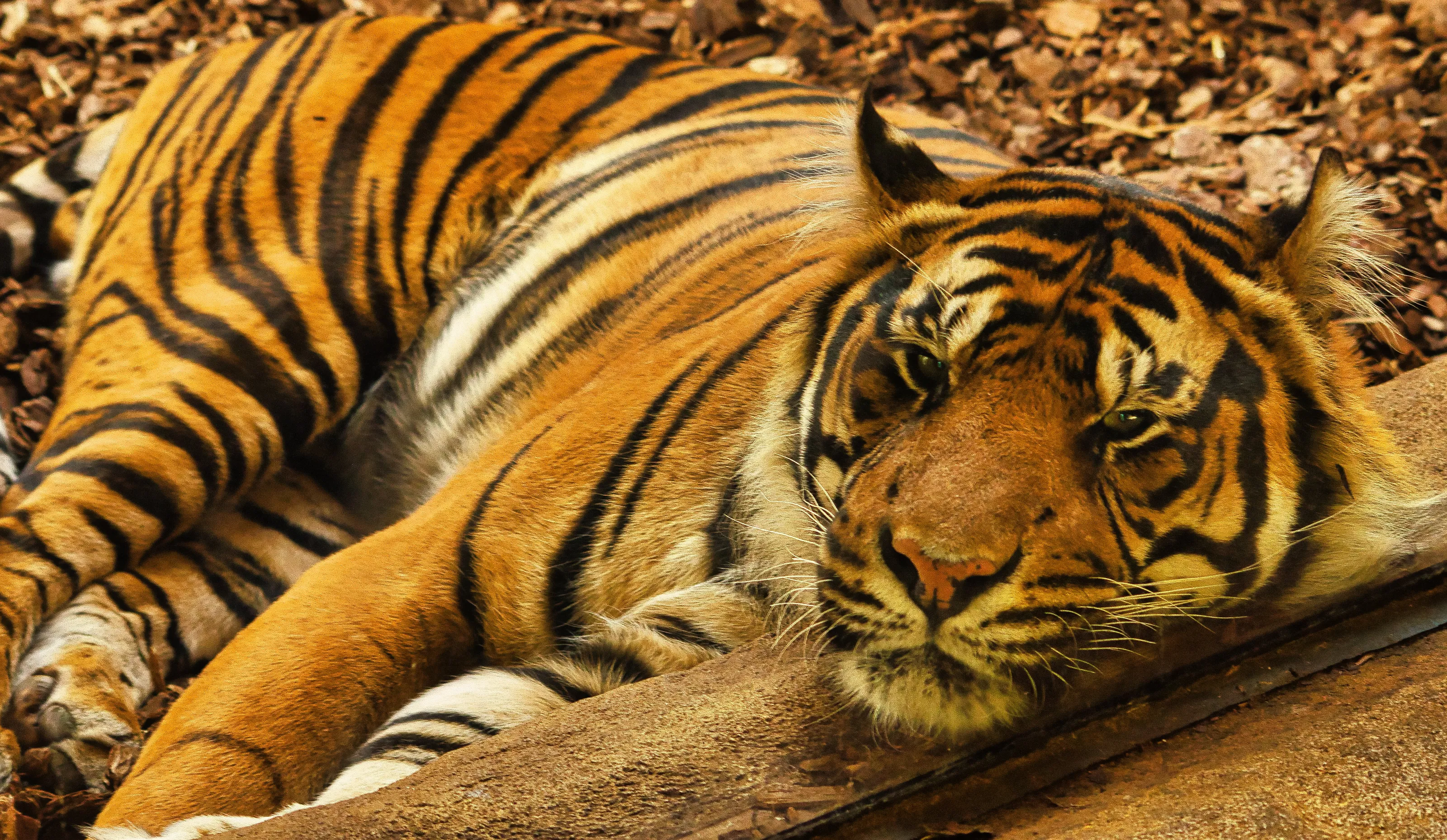 Sleepy tiger
