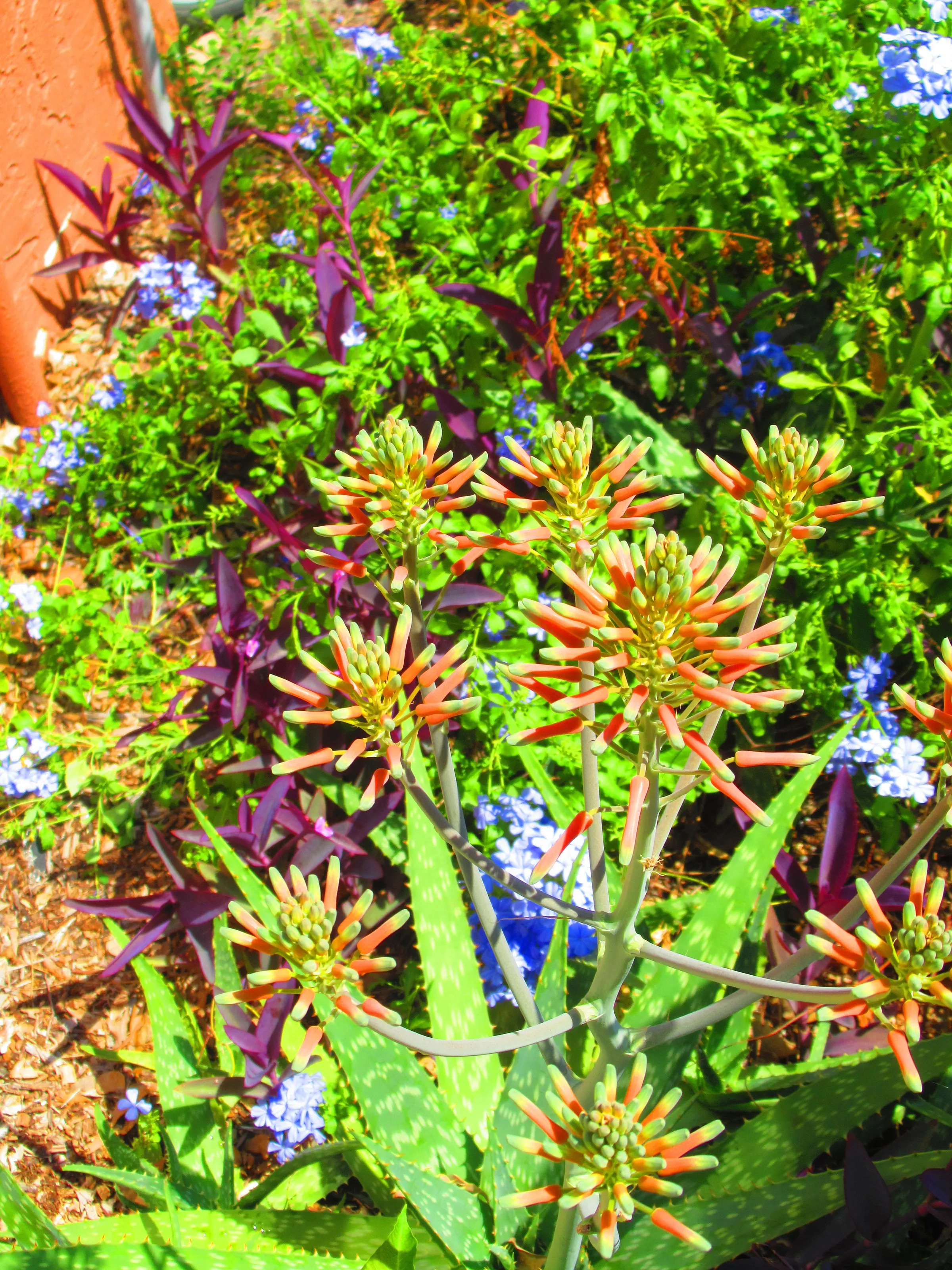 Aloe in Bloom