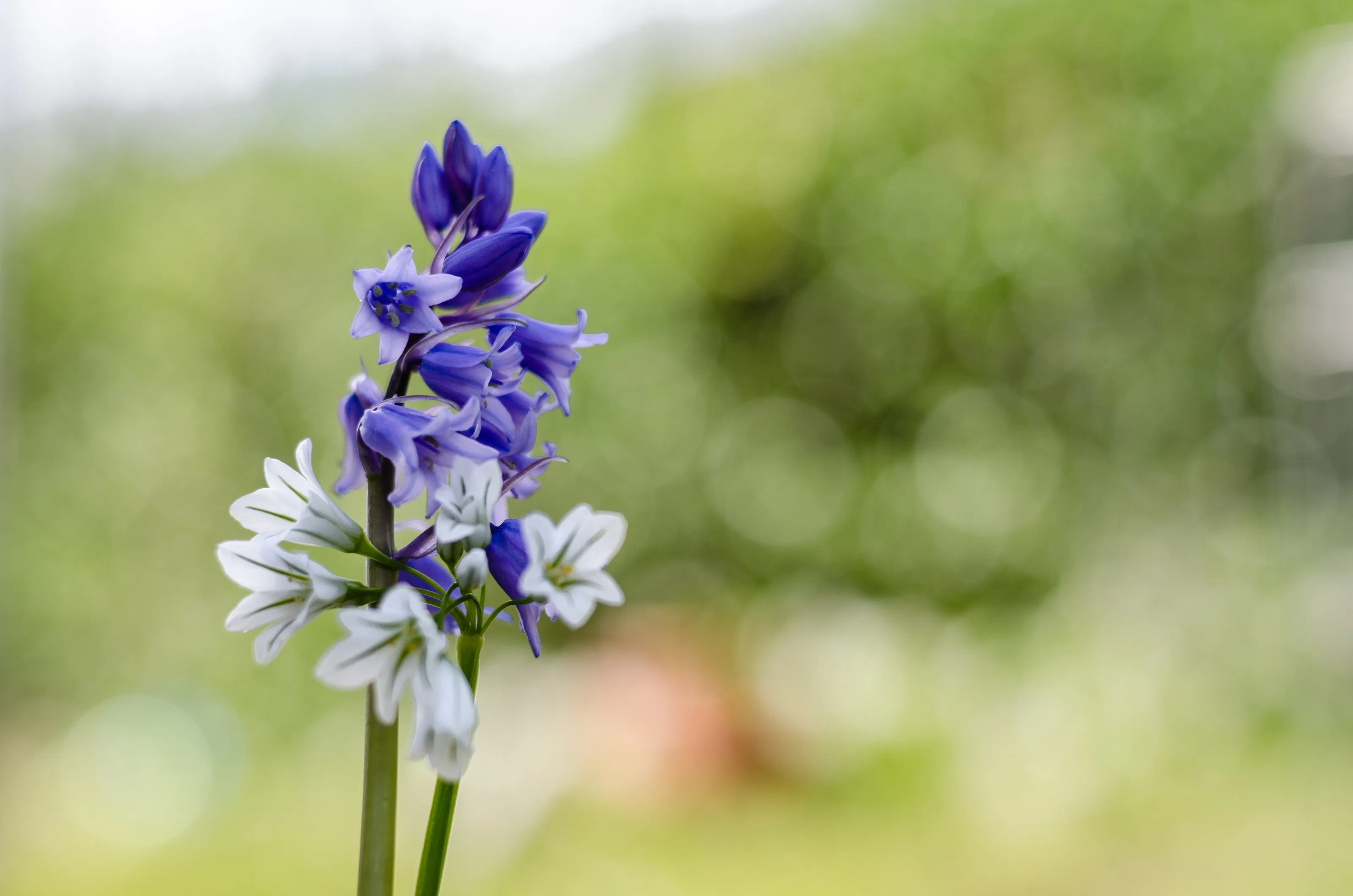 Purple & White