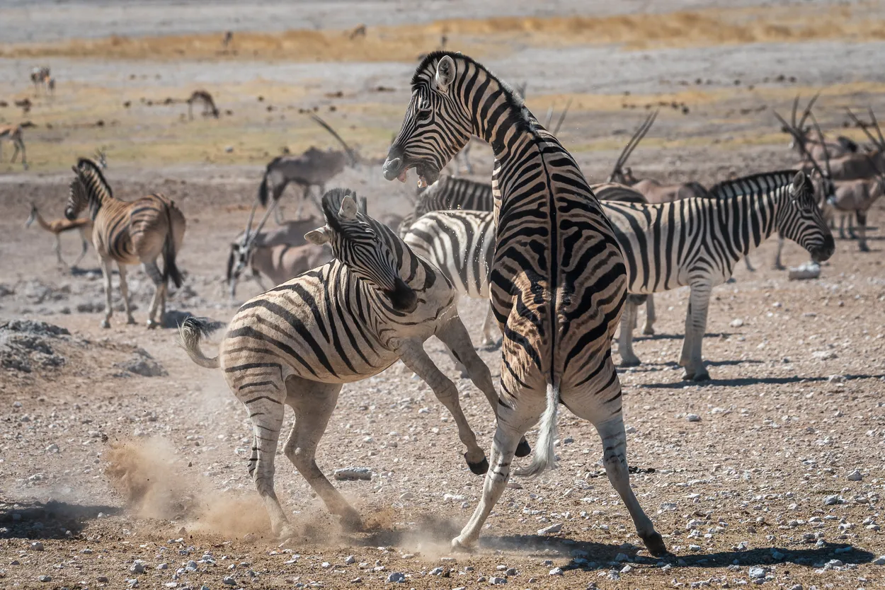 Zebras fighting at water hole