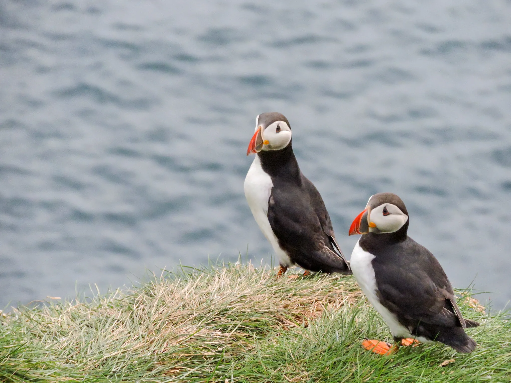 puffins